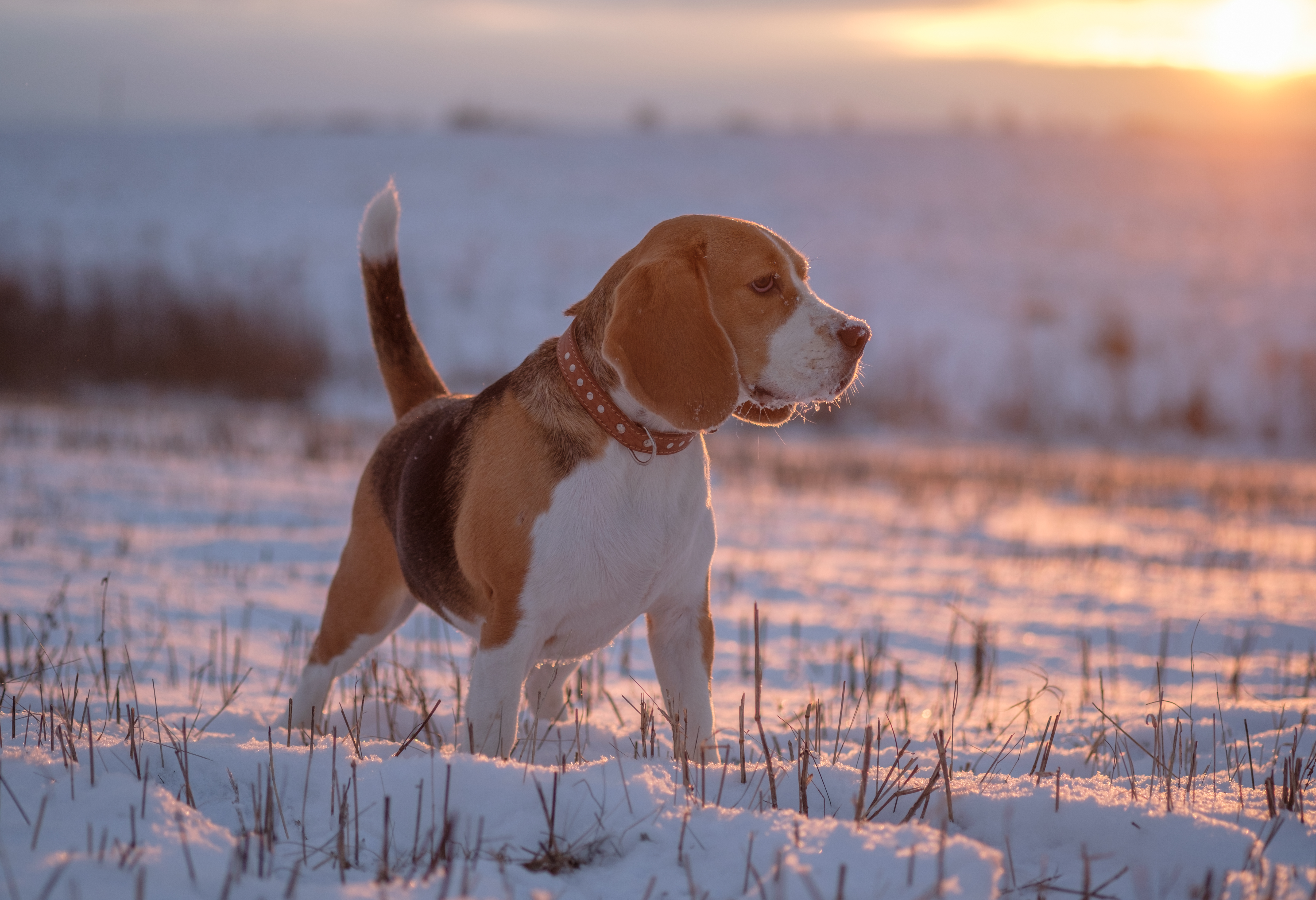 Beagle hunting in snow.
