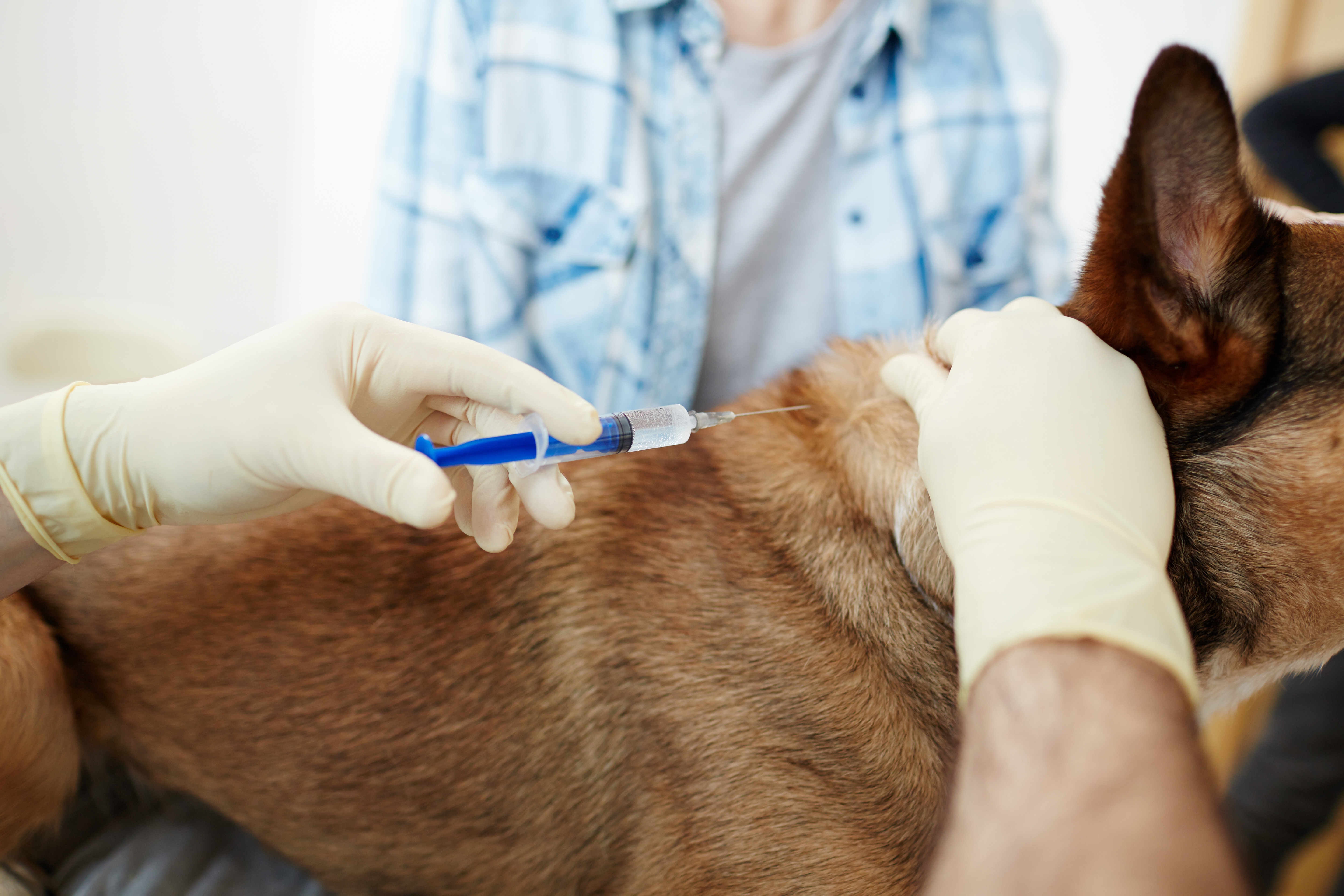 Veterinarian in rubber gloves making injection to one of his patients during appointment