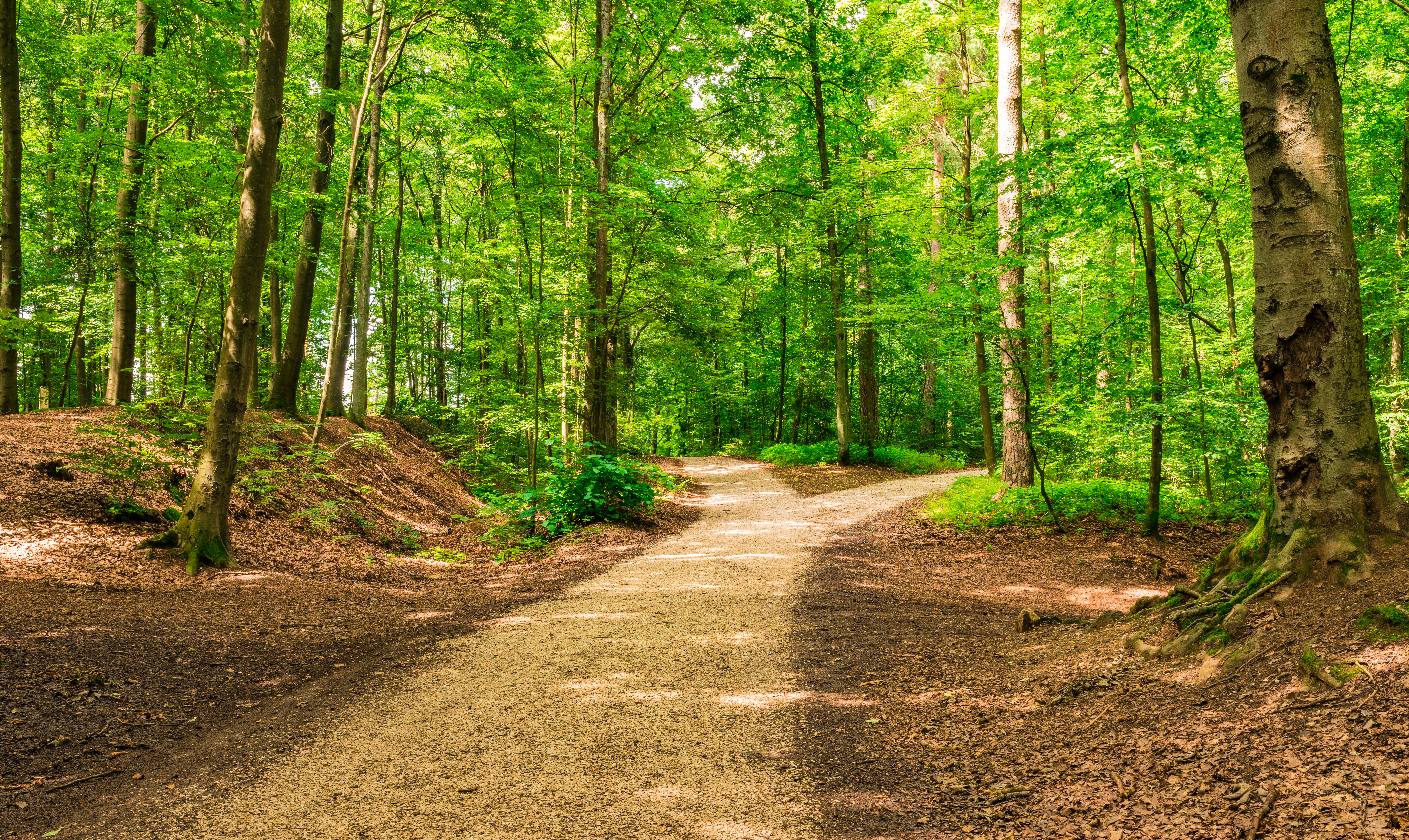 Forked roads right and left in green forest.