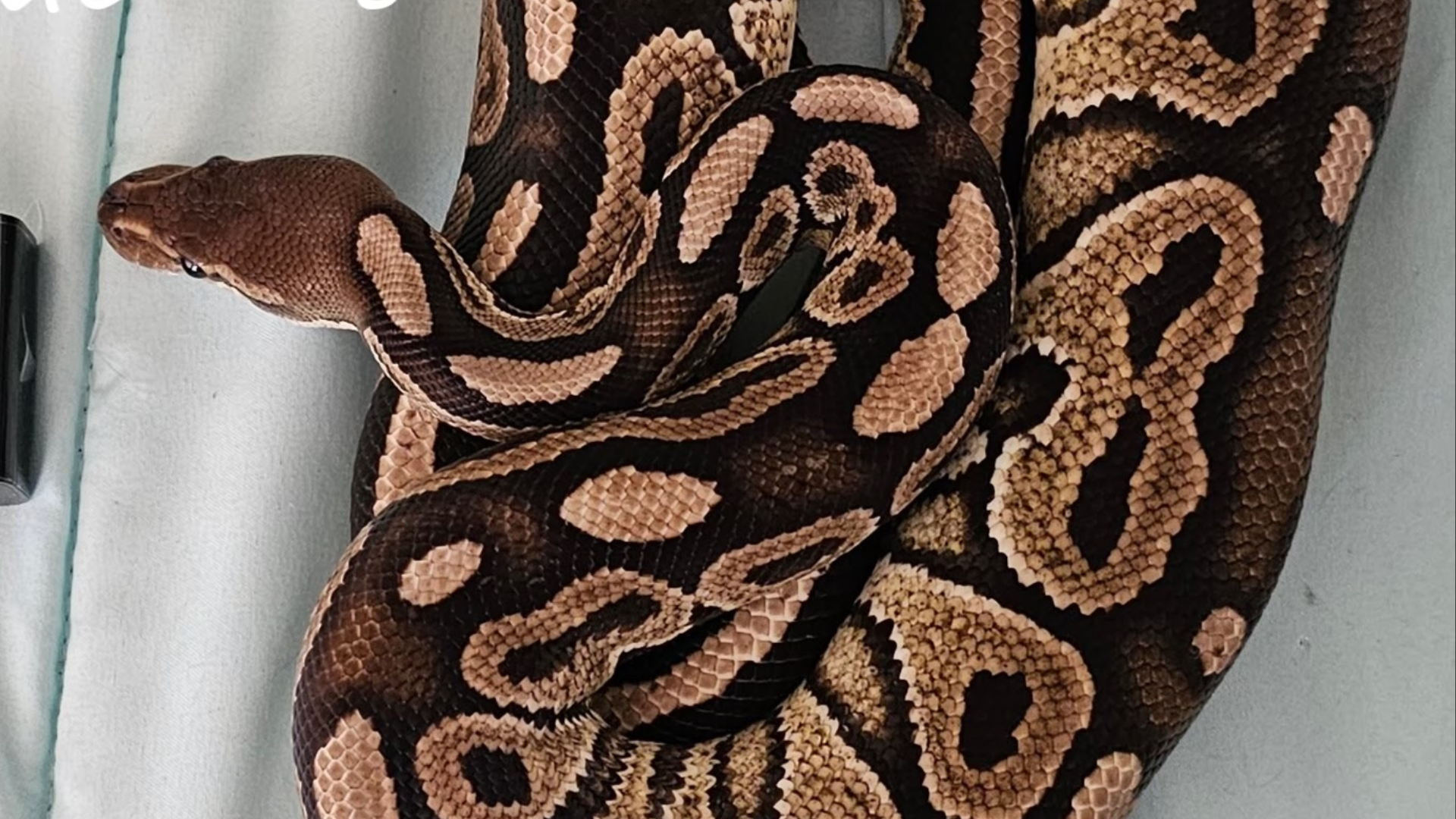 brown ball python