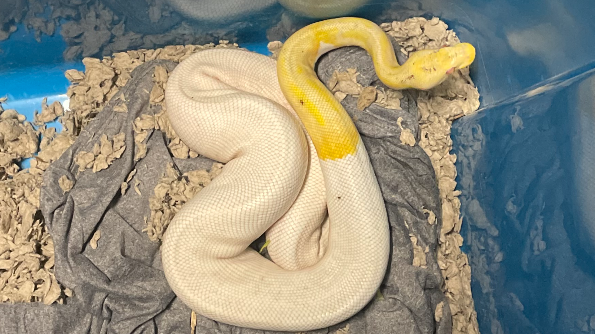 albino ball python