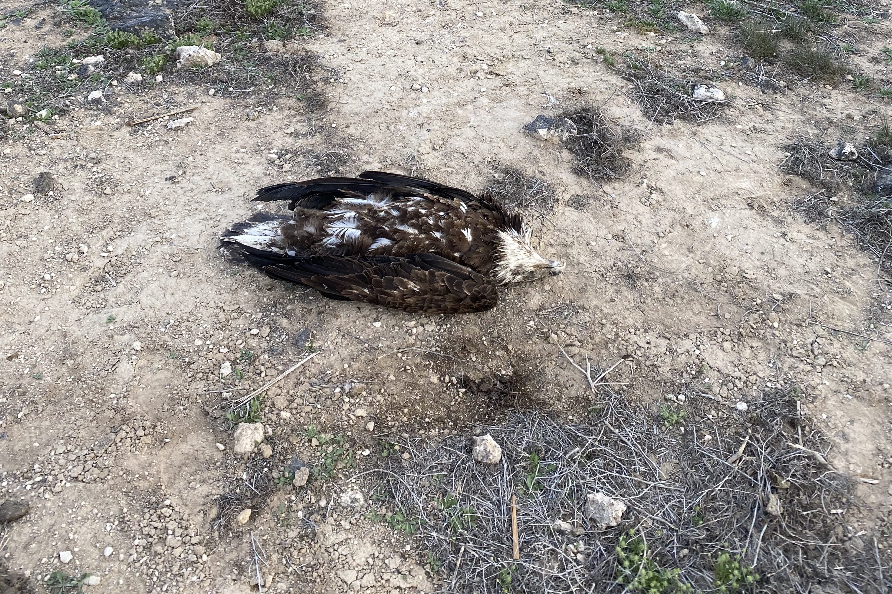 dead eagle illegal poaching united states