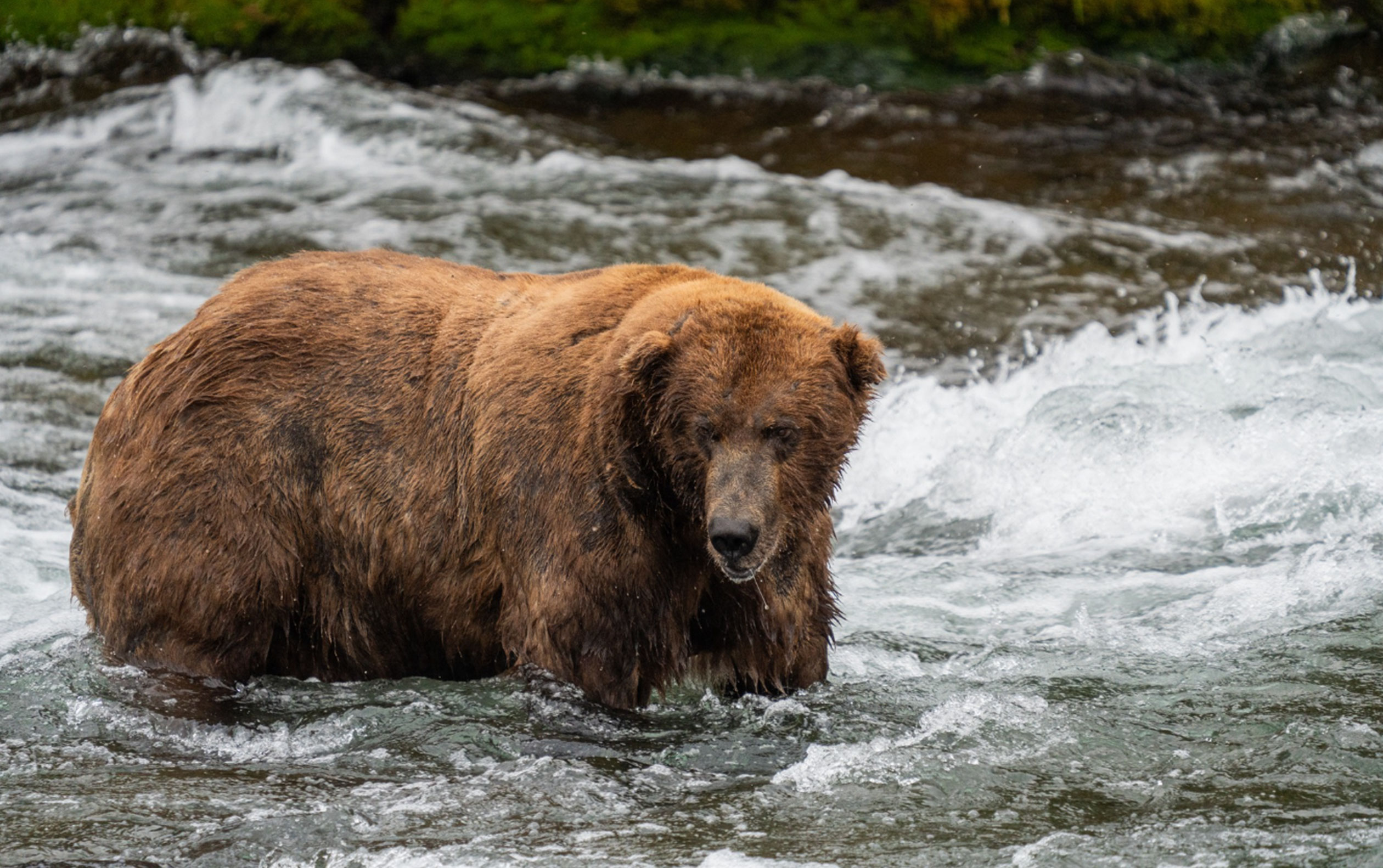 ear 747, Fat Bear Week 2022 champion, stands in a rushing river. 