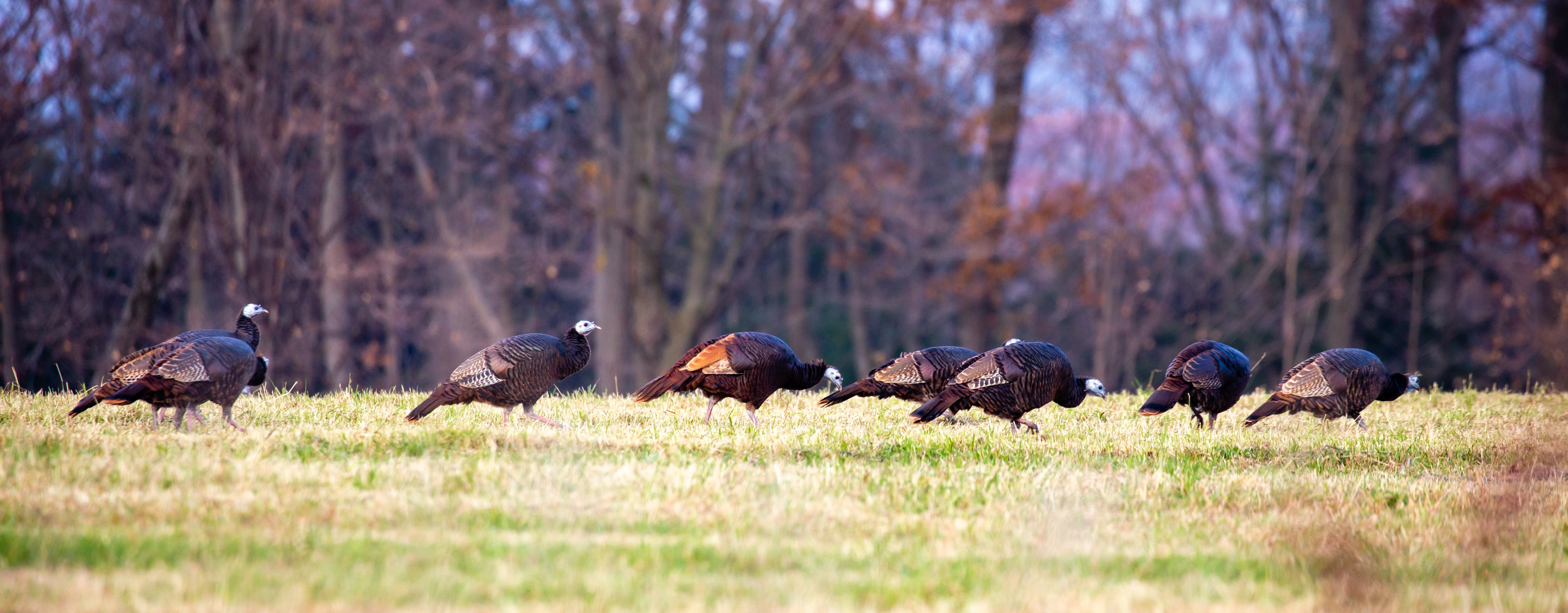 Eastern wild turkeys with a one red phase in Wisconsin