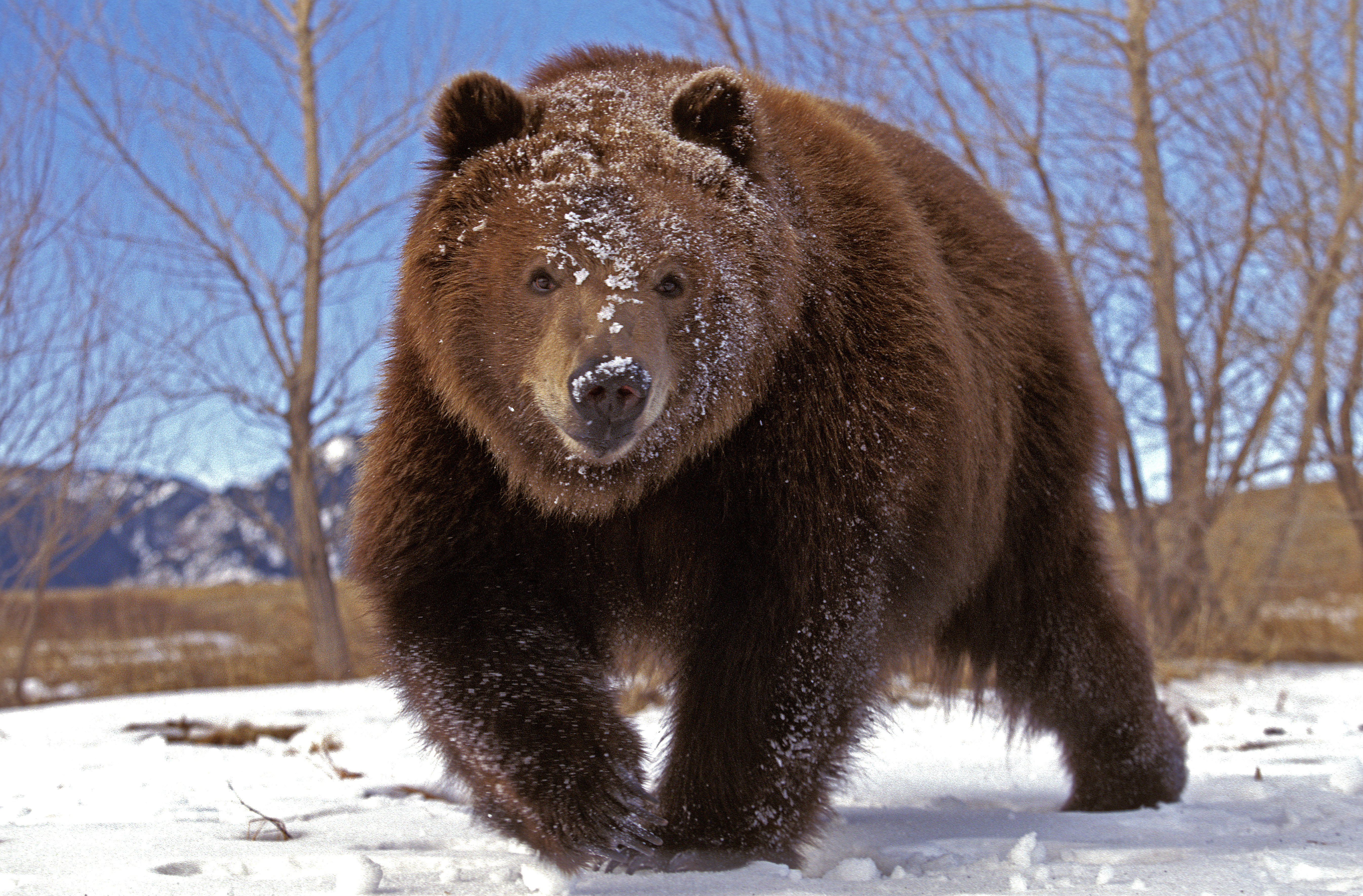 KODIAK BEAR ursus arctos middendorffi, ADULT STANDING ON SNOW, ALASKA