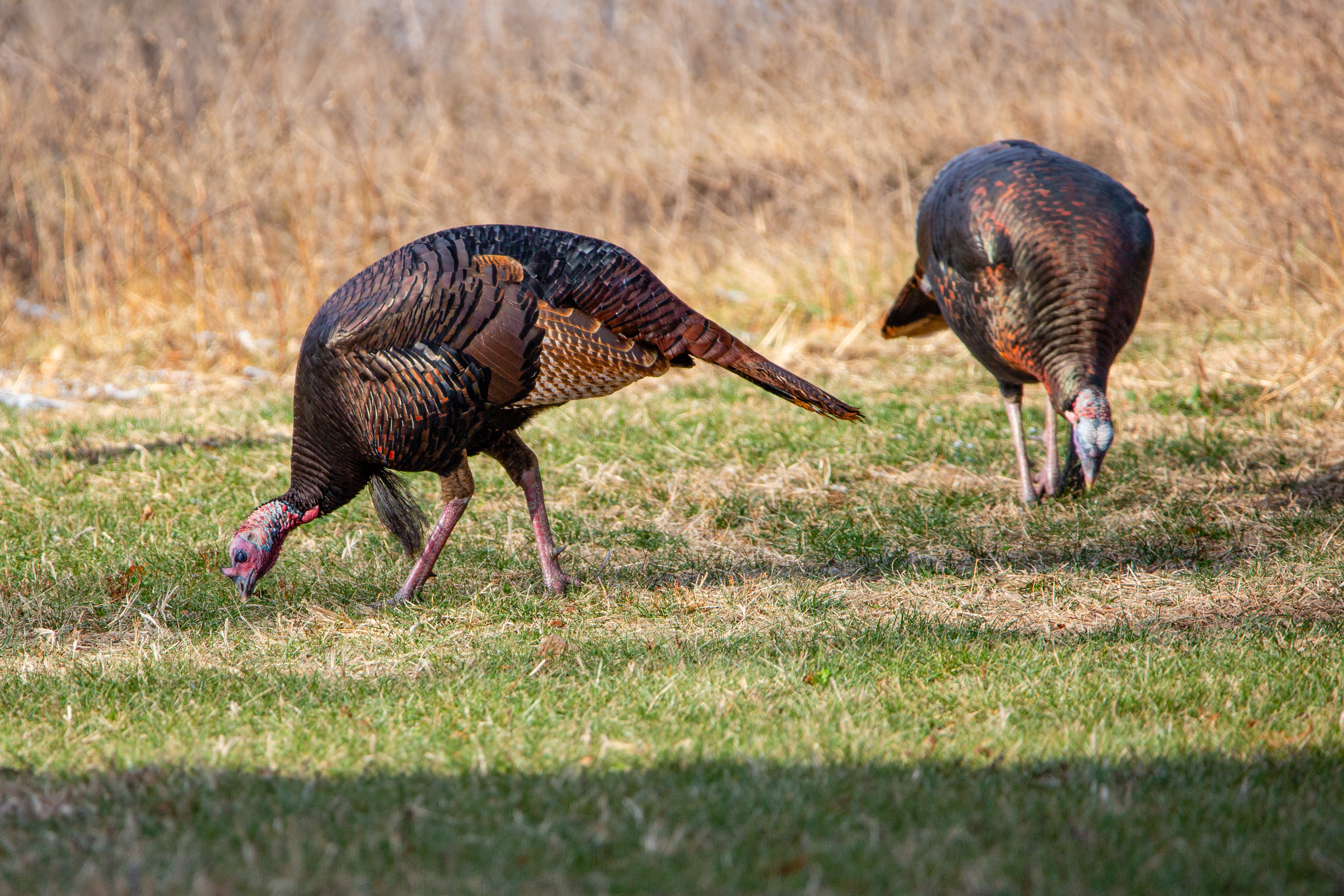 Male wild turkeys (Meleagris gallopavo) eating in a Wisconsin field in autumn, horizontal