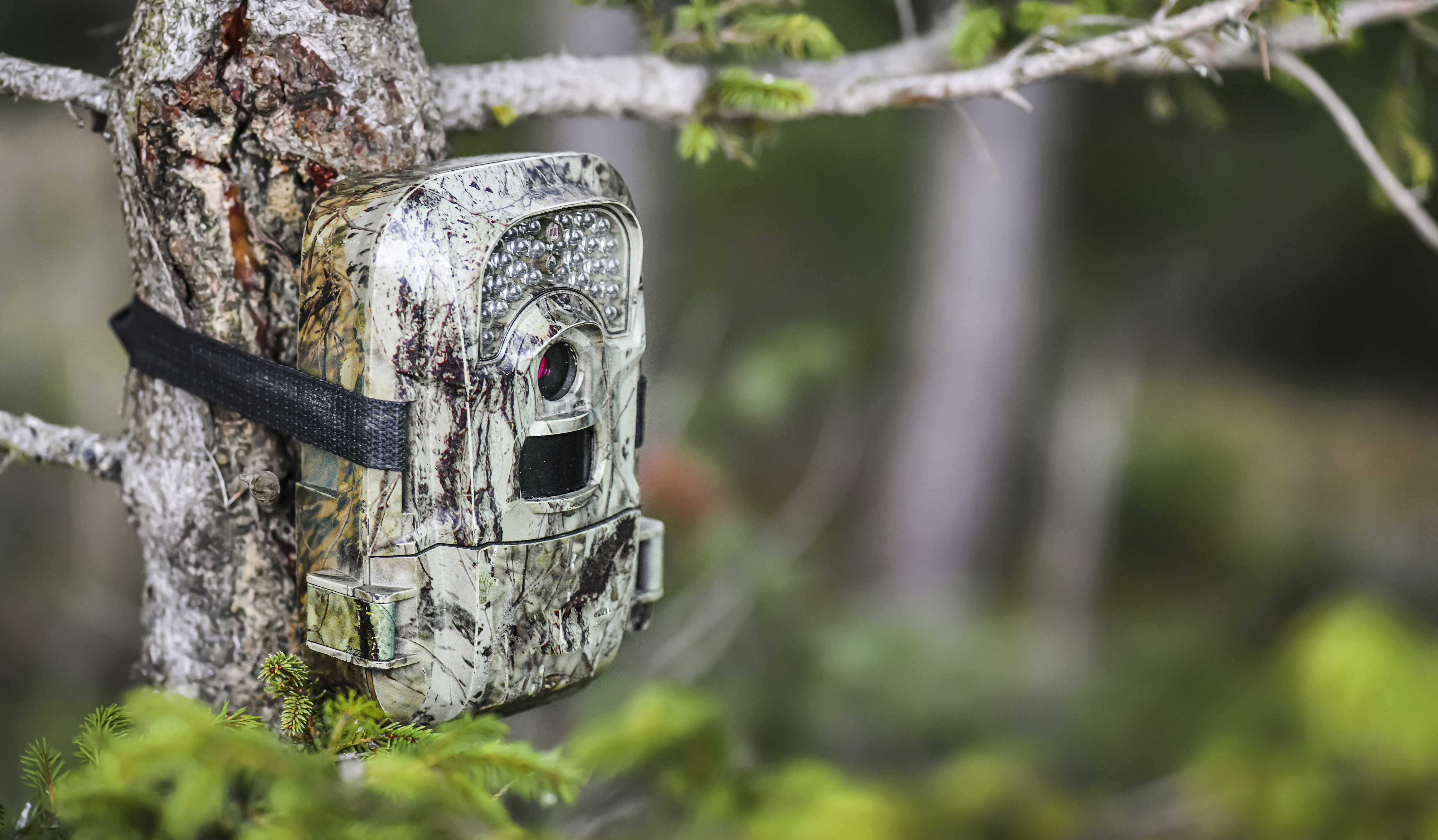 Camera trap or photo cameras mounted on spruce tree in deep forest for wild animals location monitoring.