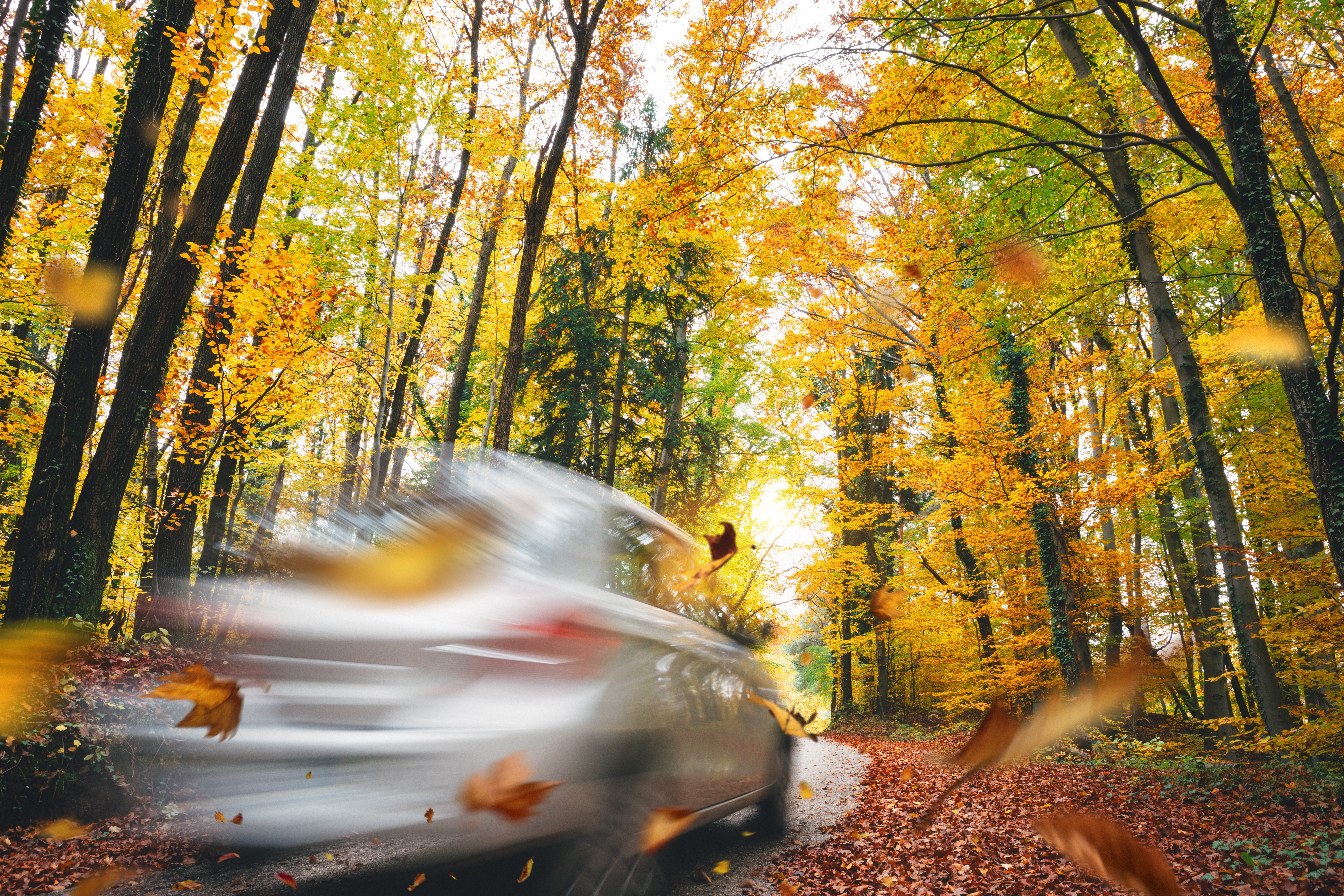 Driving in autumn conditions. Colorful leaves are falling from the trees.