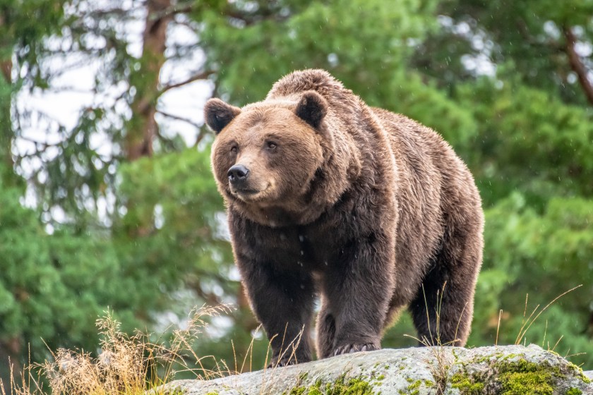 Brown bear on a rock