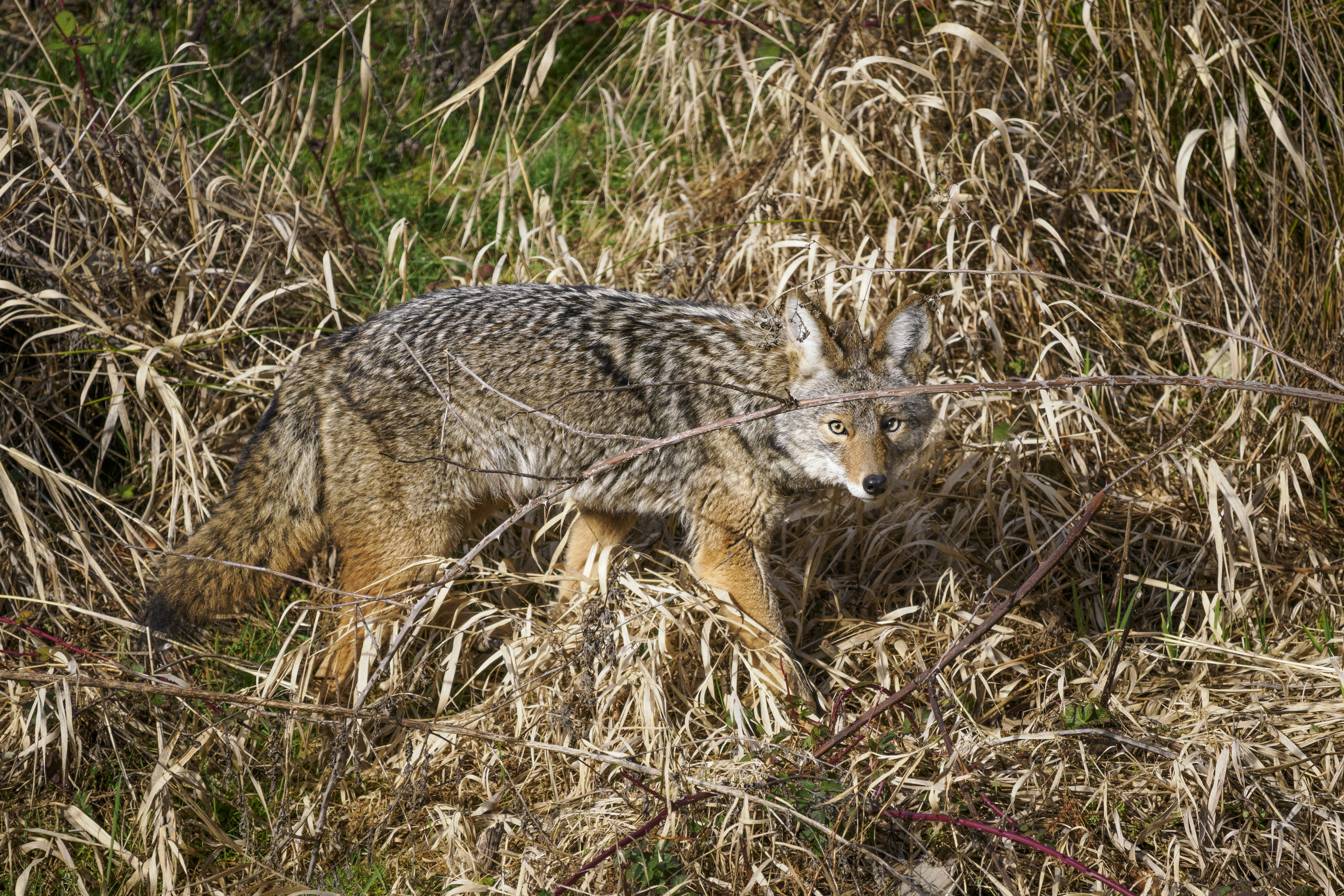 coyote in oregon