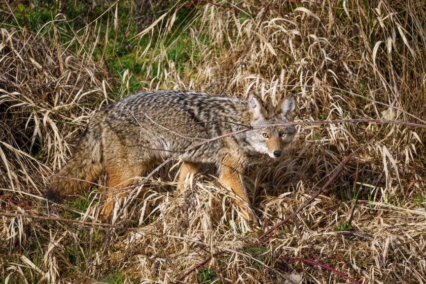 coyote in oregon