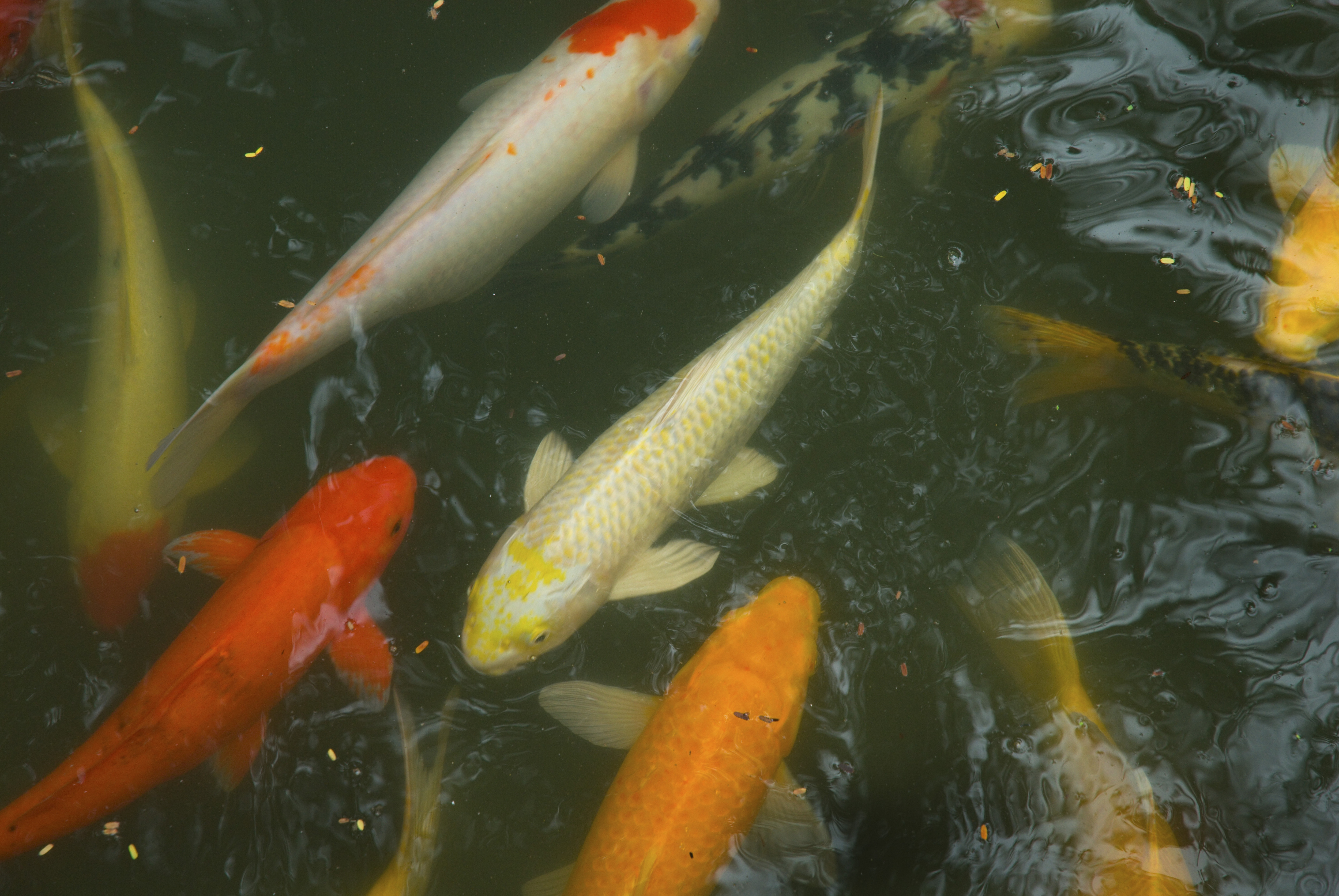 HUA HIN, PRACHUAP KHIRI KHAN, THAILAND - 2007/09/19: Giant Chinese goldfish swim in a pond at the Hyatt Regency Hua Hin.. (Photo by Jerry Redfern/LightRocket via Getty Images)