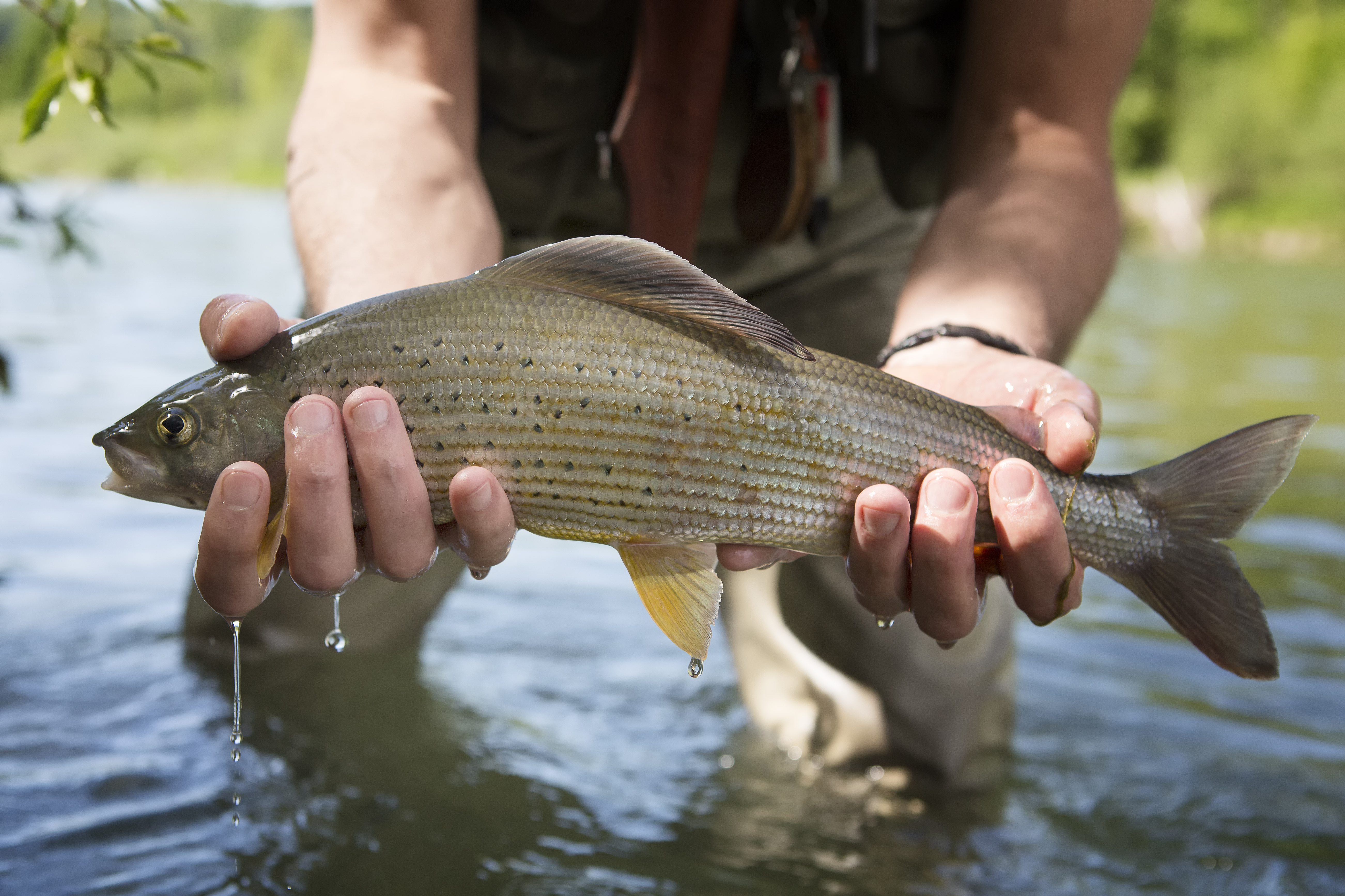 grayling fish