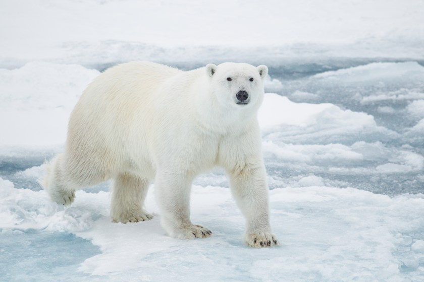 Polar Bear on Pack Ice