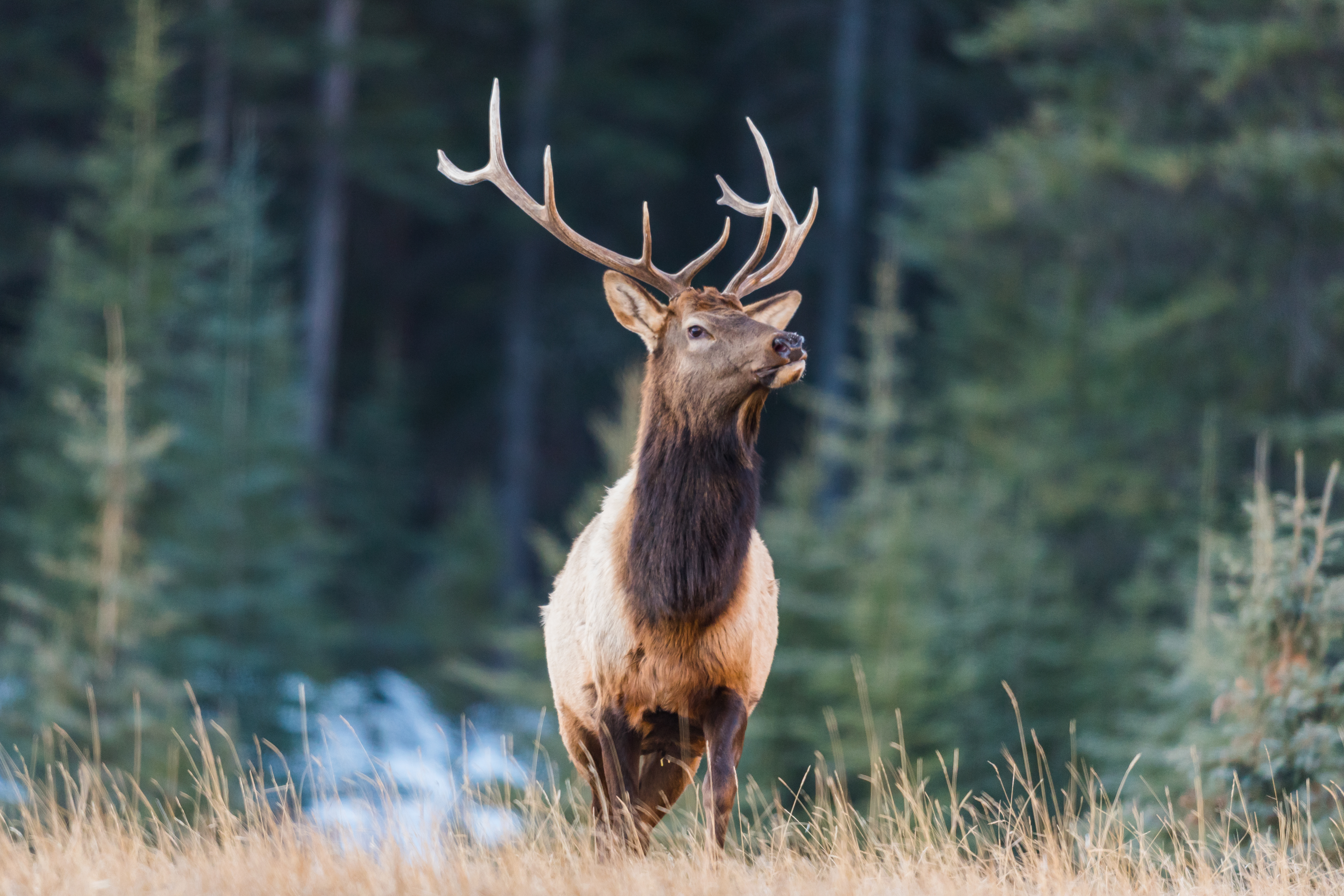 elk bugling