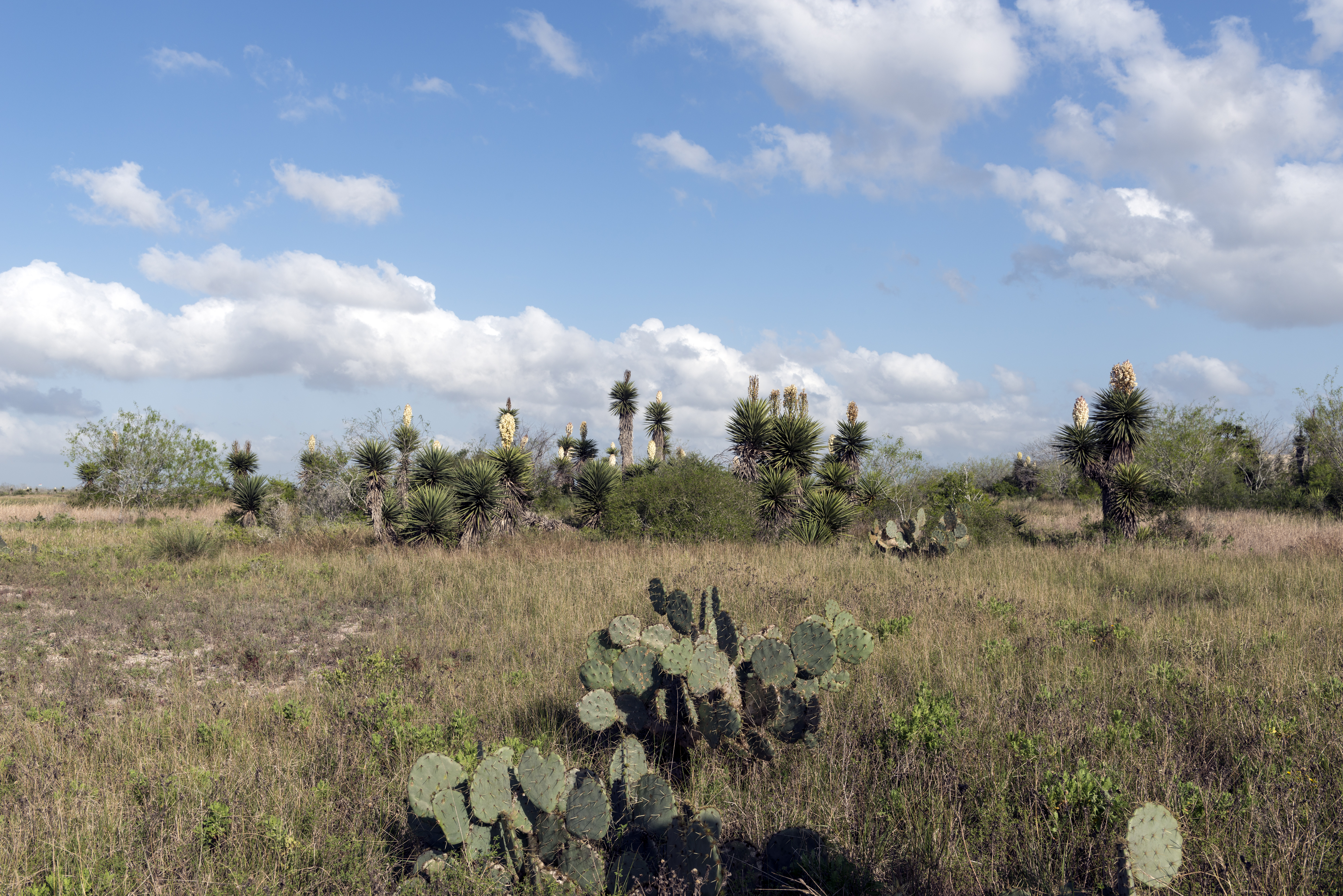 UNITED STATES - MARCH 16: View of the Palo Alto Battlefield National Historical Park in Brownsville, Texas (Photo by Carol M. Highsmith/Buyenlarge/Getty Images)