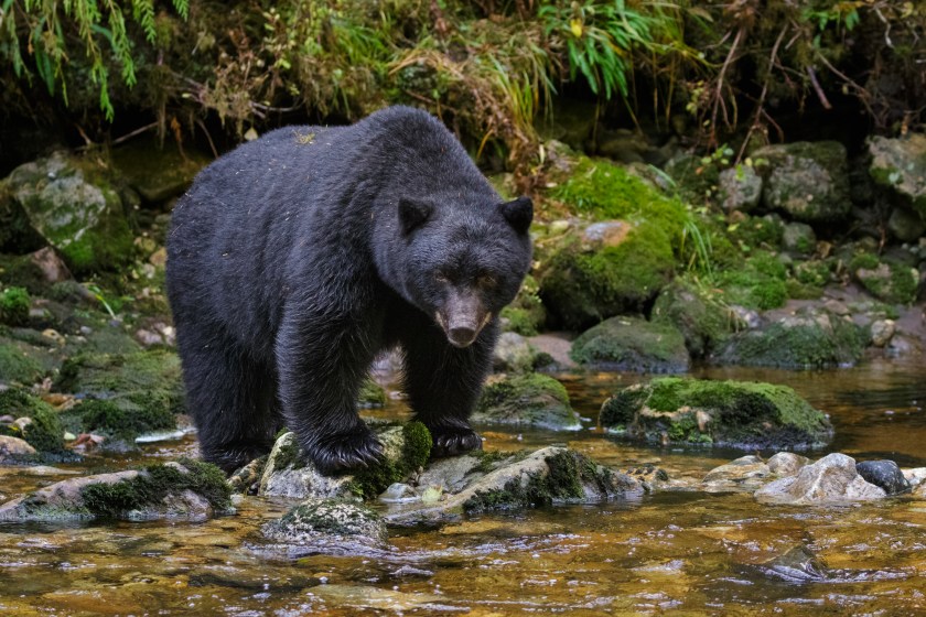 American Black Bear