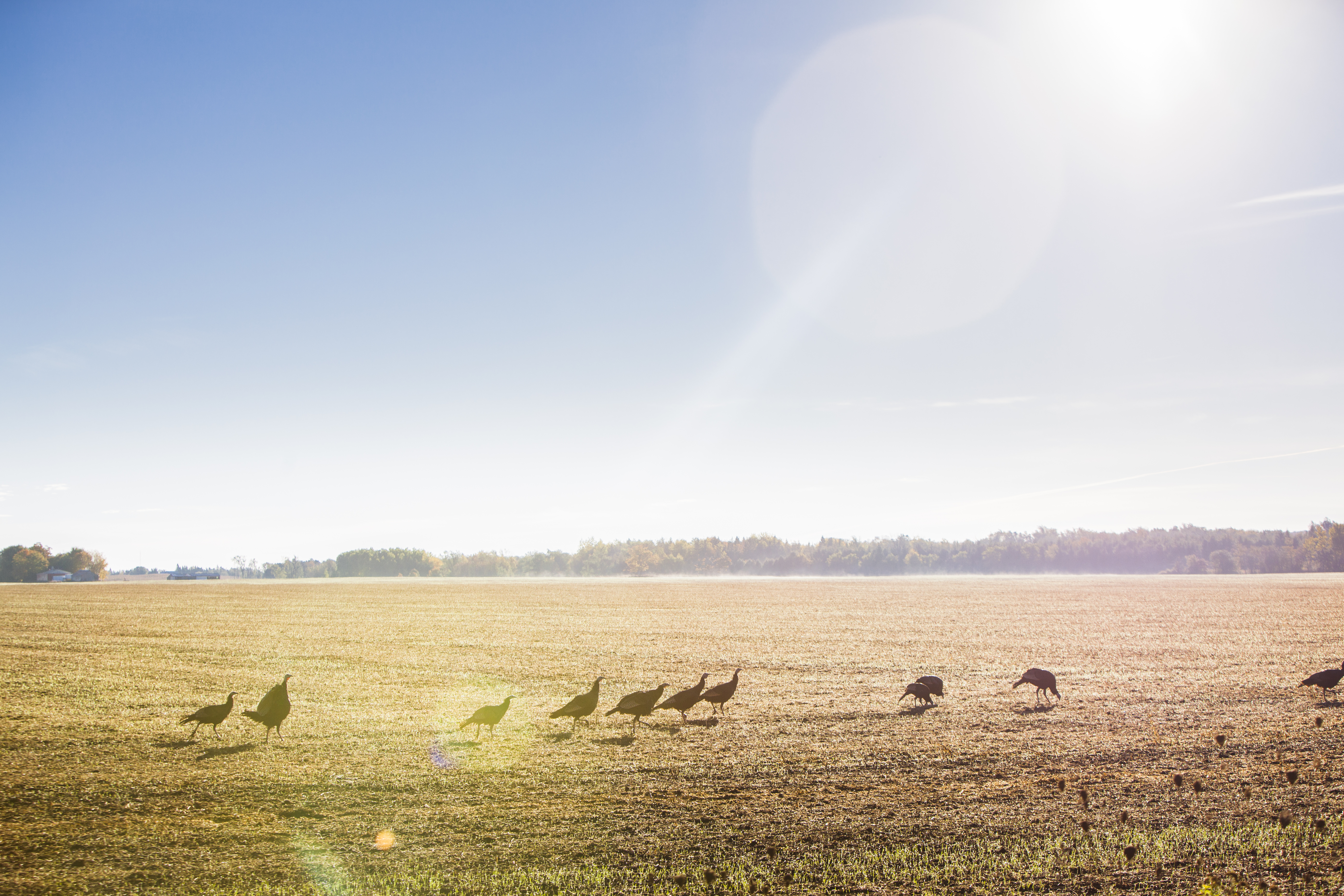 hunting wild turkeys