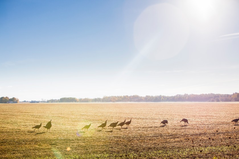 hunting wild turkeys