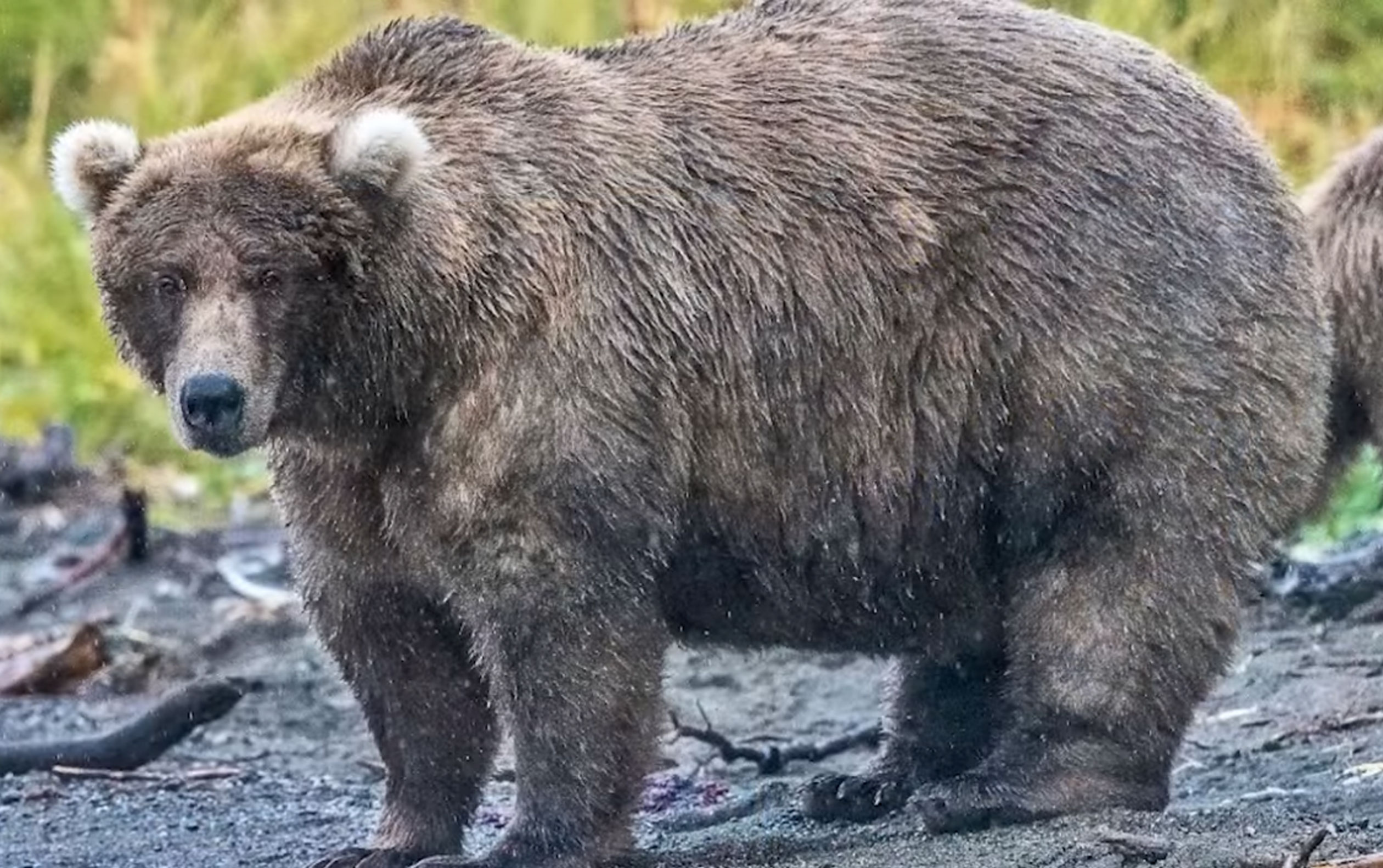 Grazer, 2023