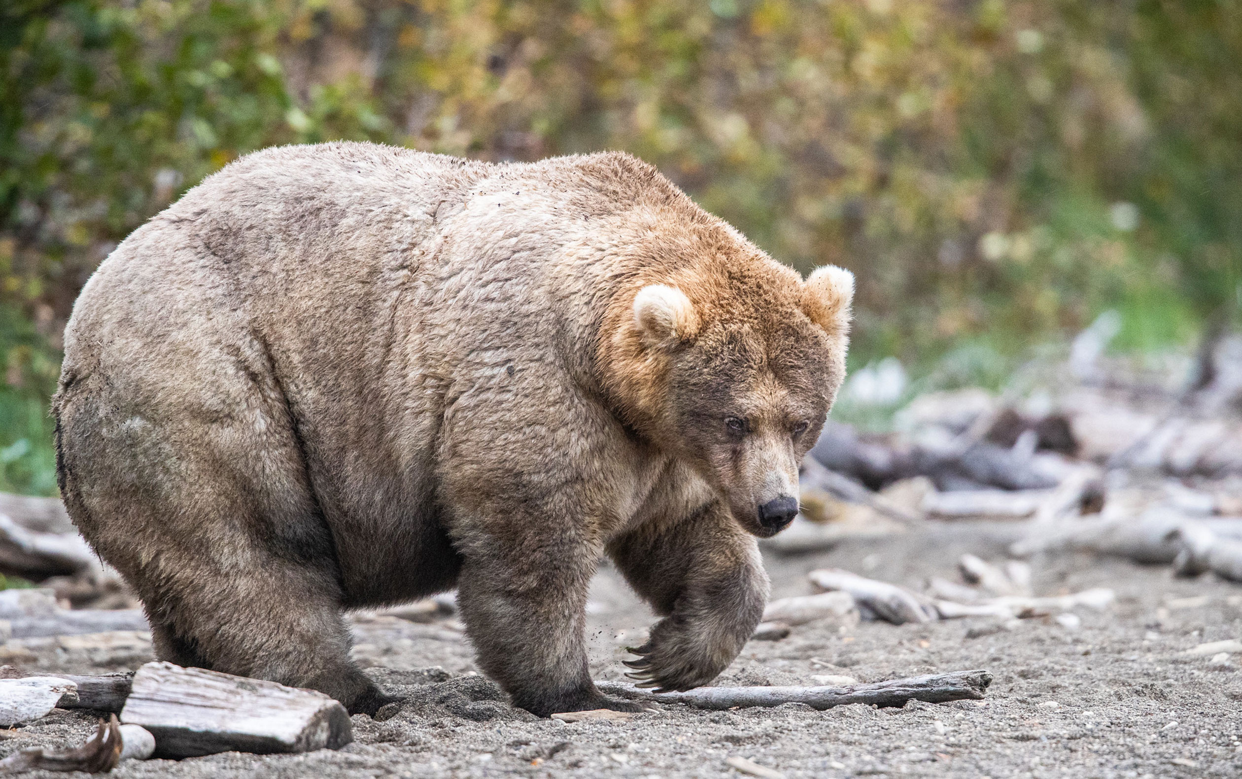 435 Holly, Fat Bear Week 2019 Champion