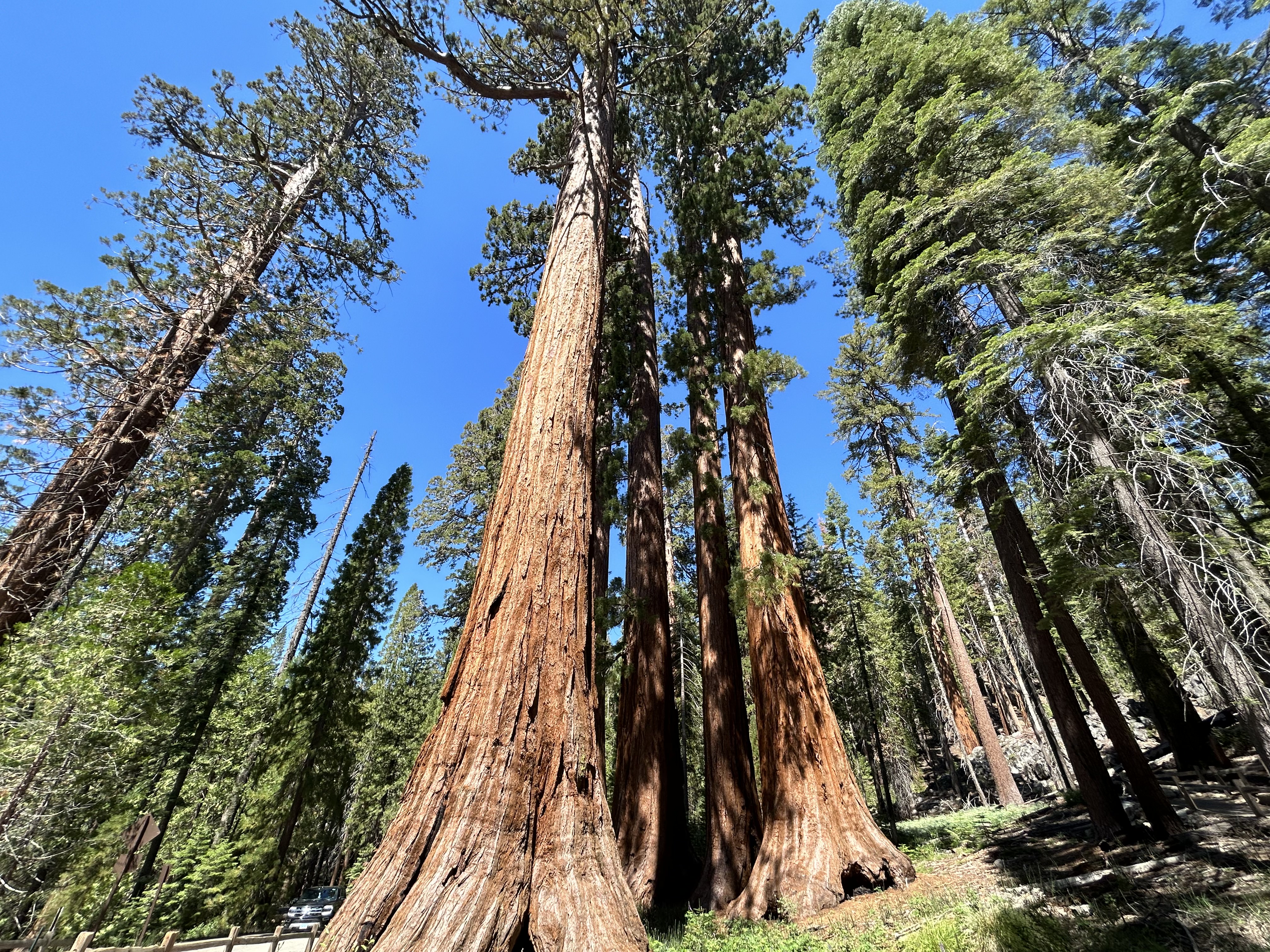 Large trees found in the Mariposa Grove of Giant Sequoias Trail 