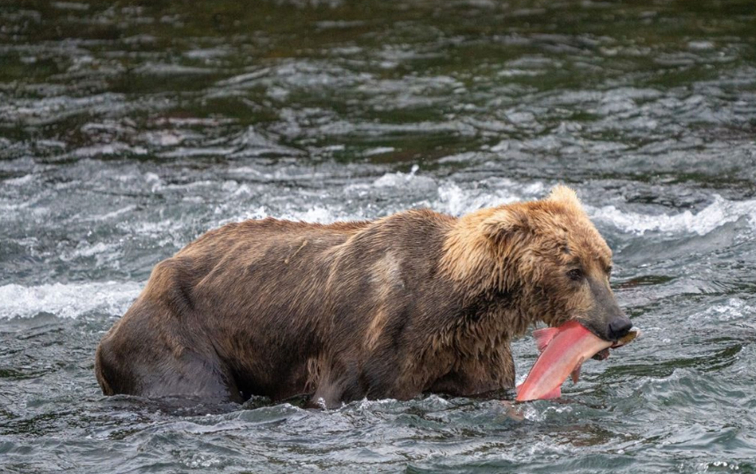 Otis arrives at the river, 2023