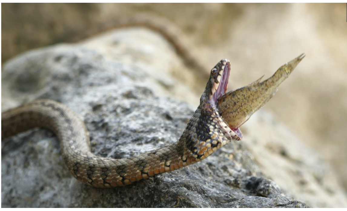 snake choking on spiny fish 