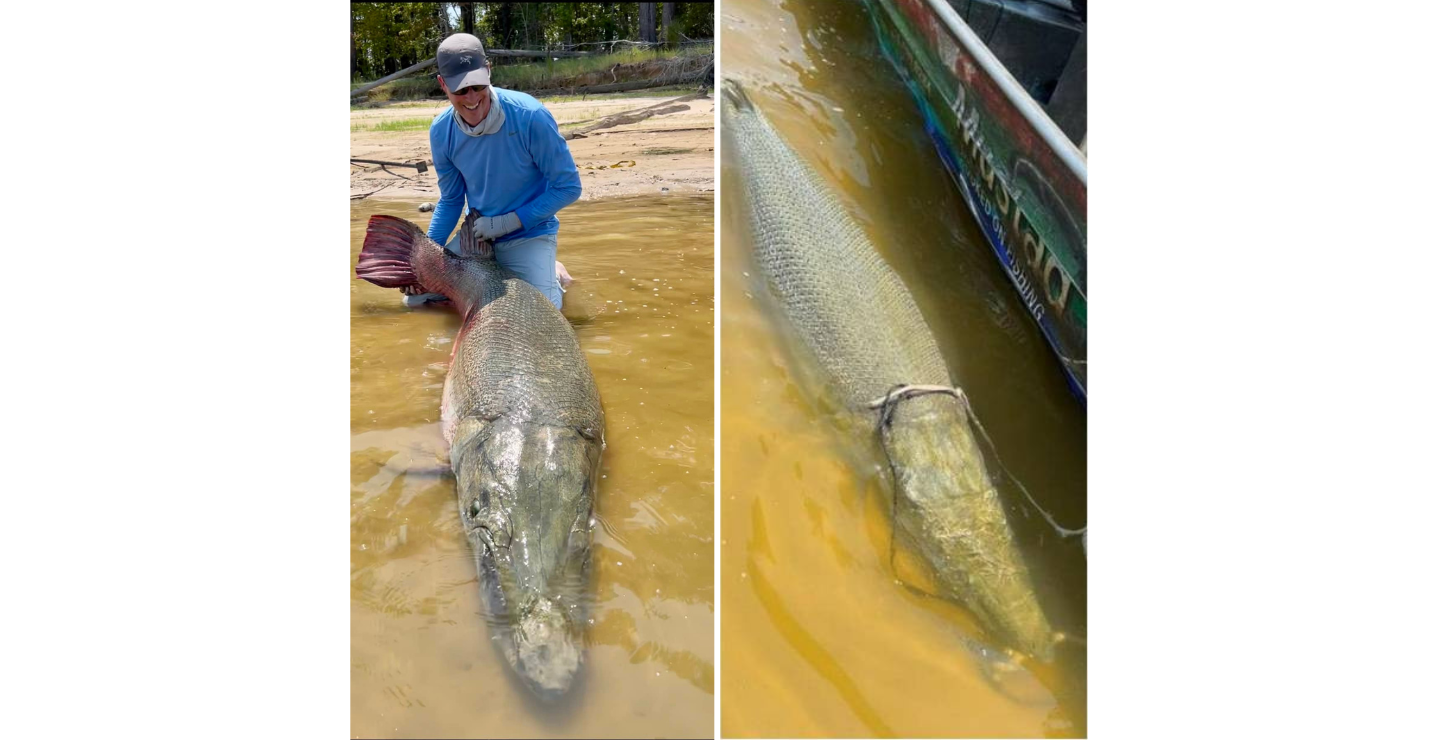 world record alligator gar