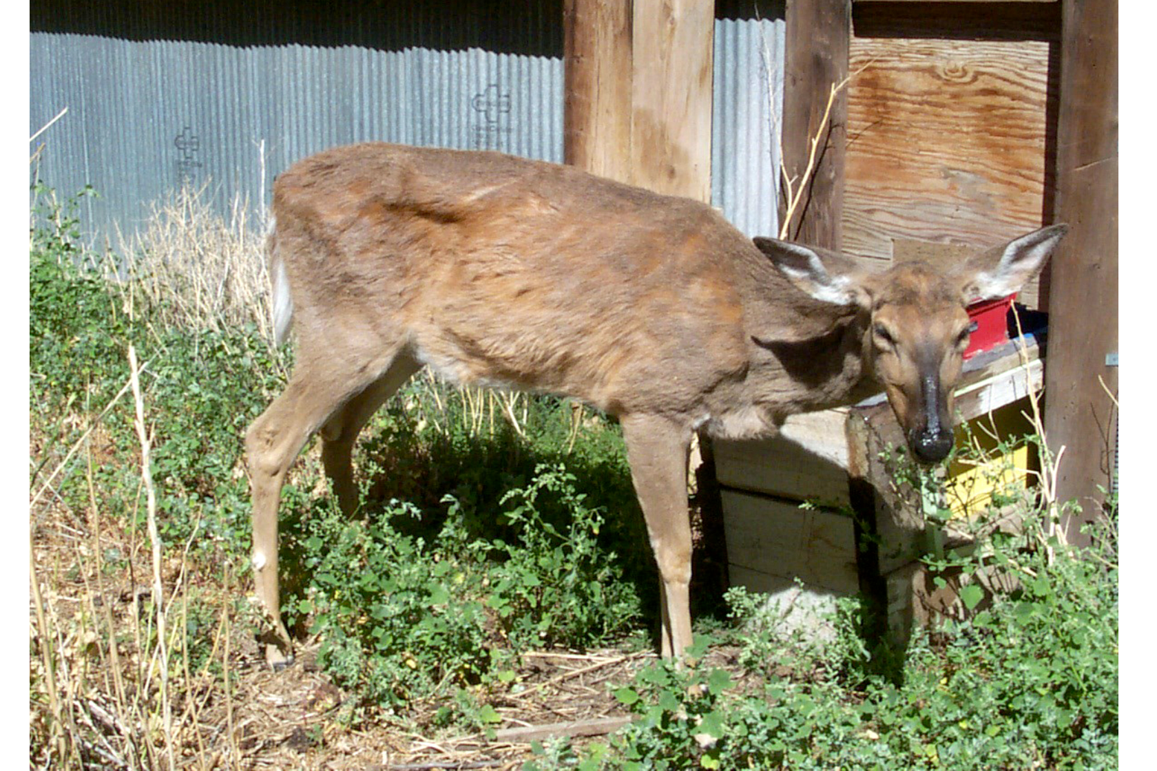 deer with zombie disease, chronic wasting disease