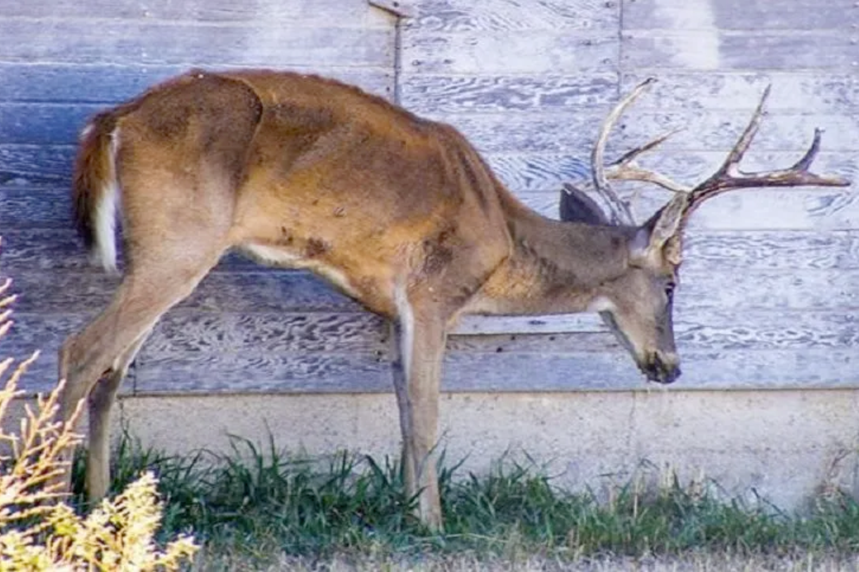 deer with zombie disease, chronic wasting disease