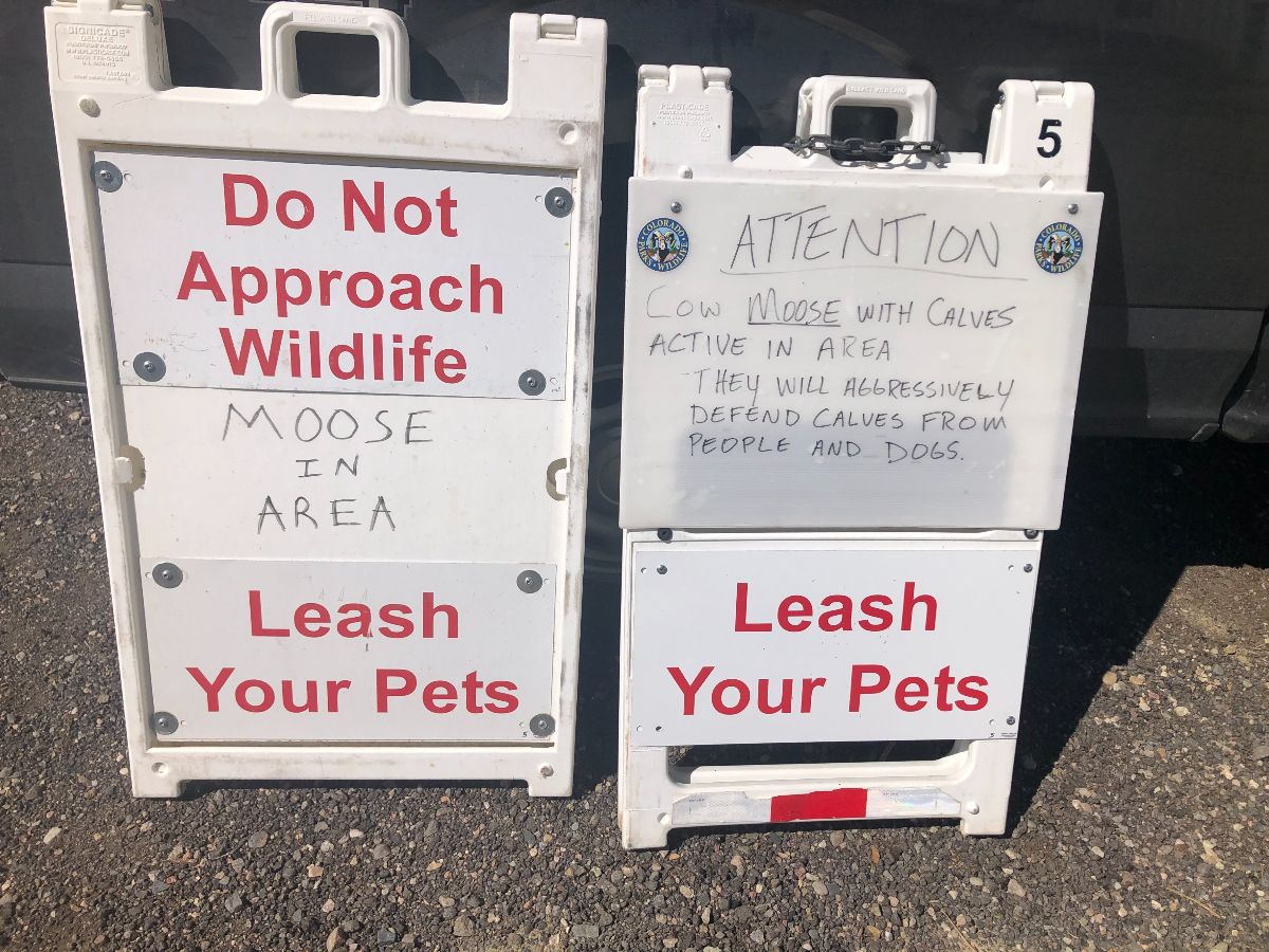 Signs placed near South Saint Vrain Trailhead warning visitors of moose in area