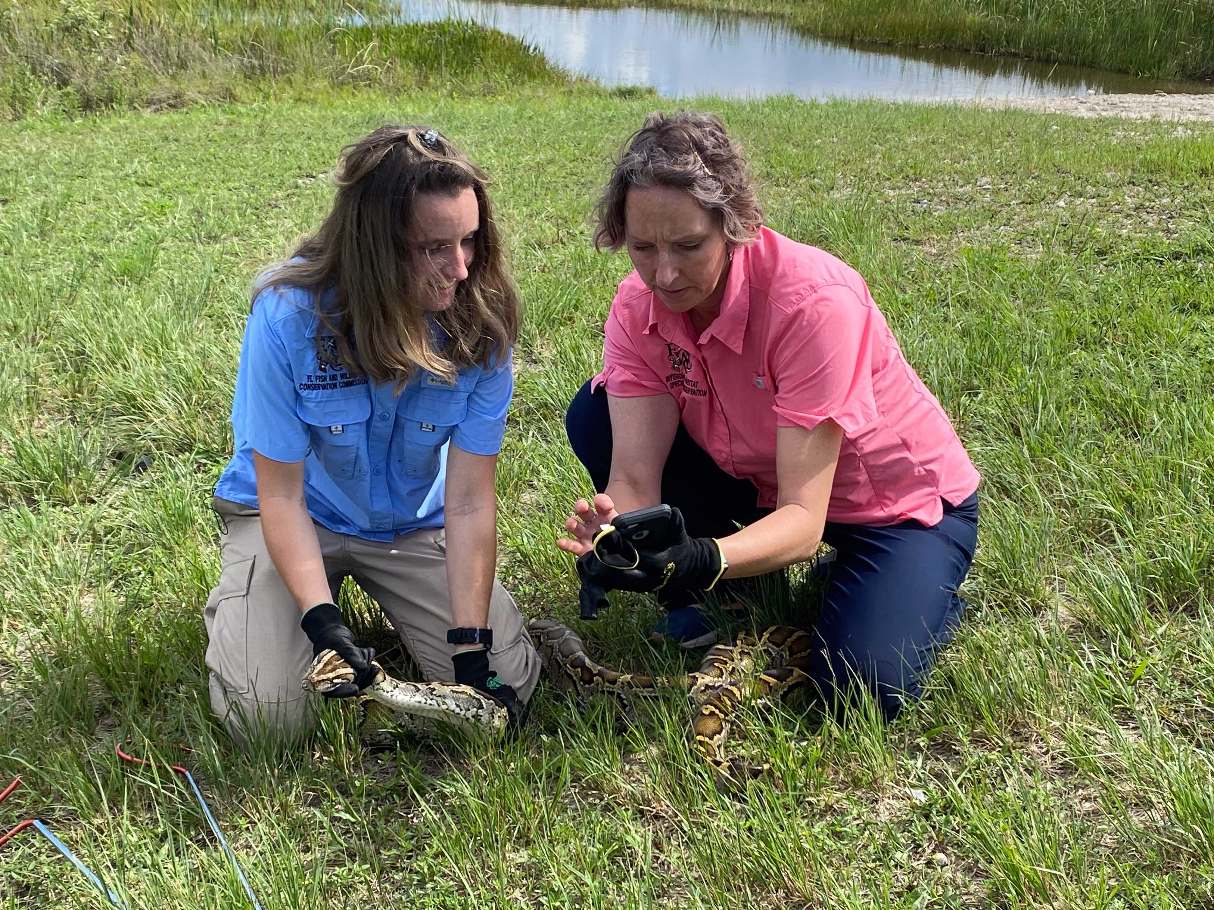 Two women capture an invasive python in Florida.