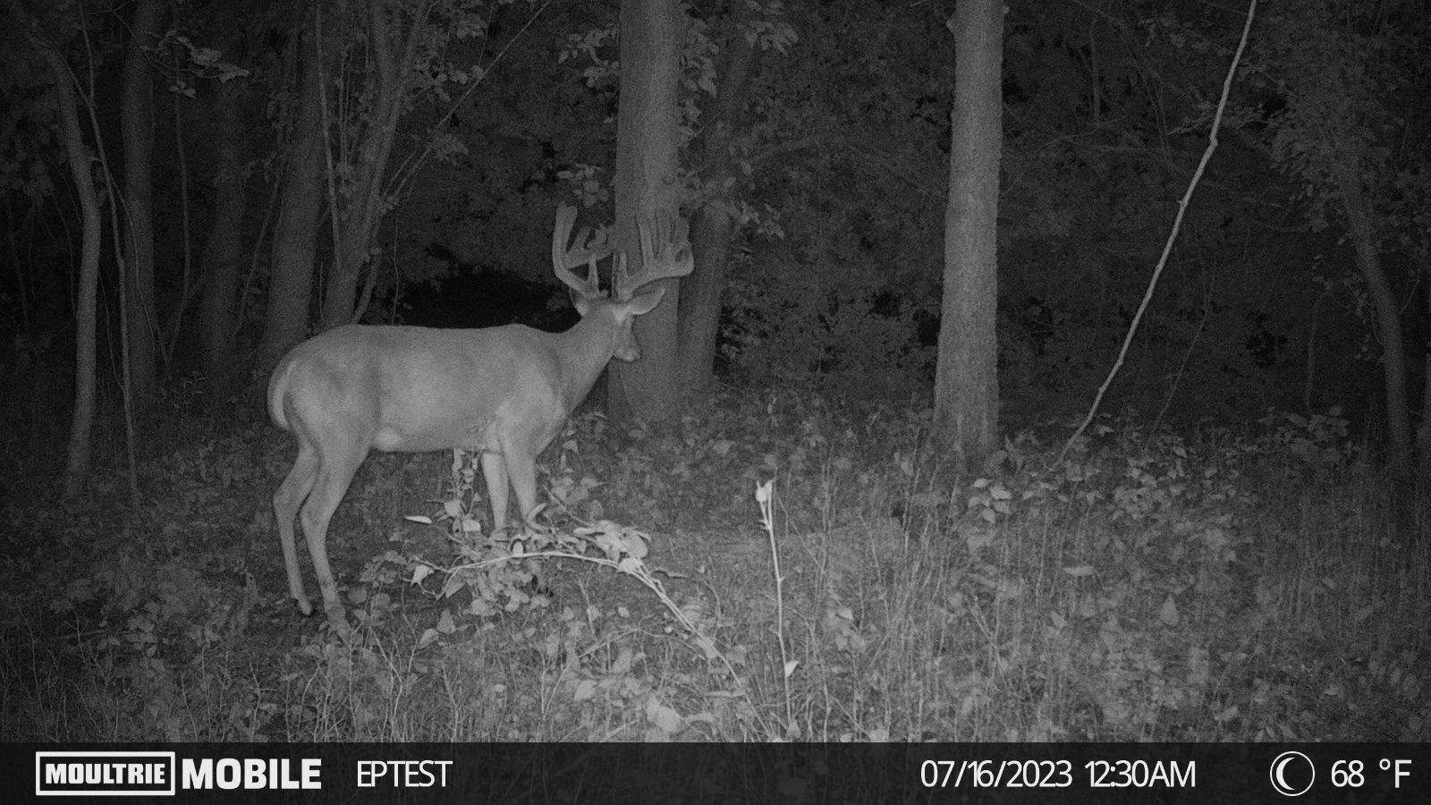 Moultrie Mobile trail cam picture