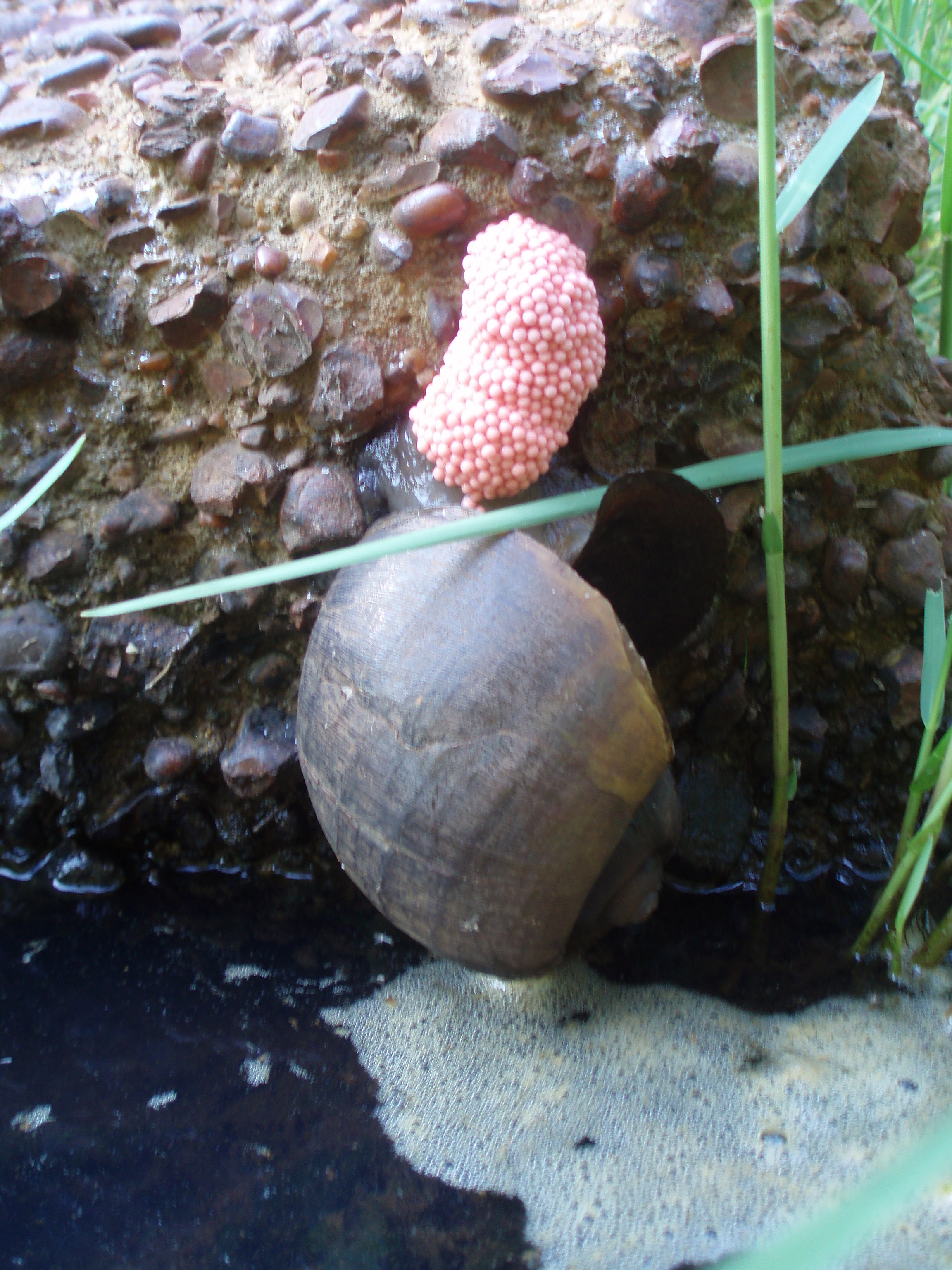 Invasive apple snail and it's eggs