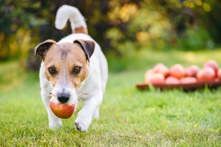 Jack Russell Terrier holding in mouth red apple on green grass