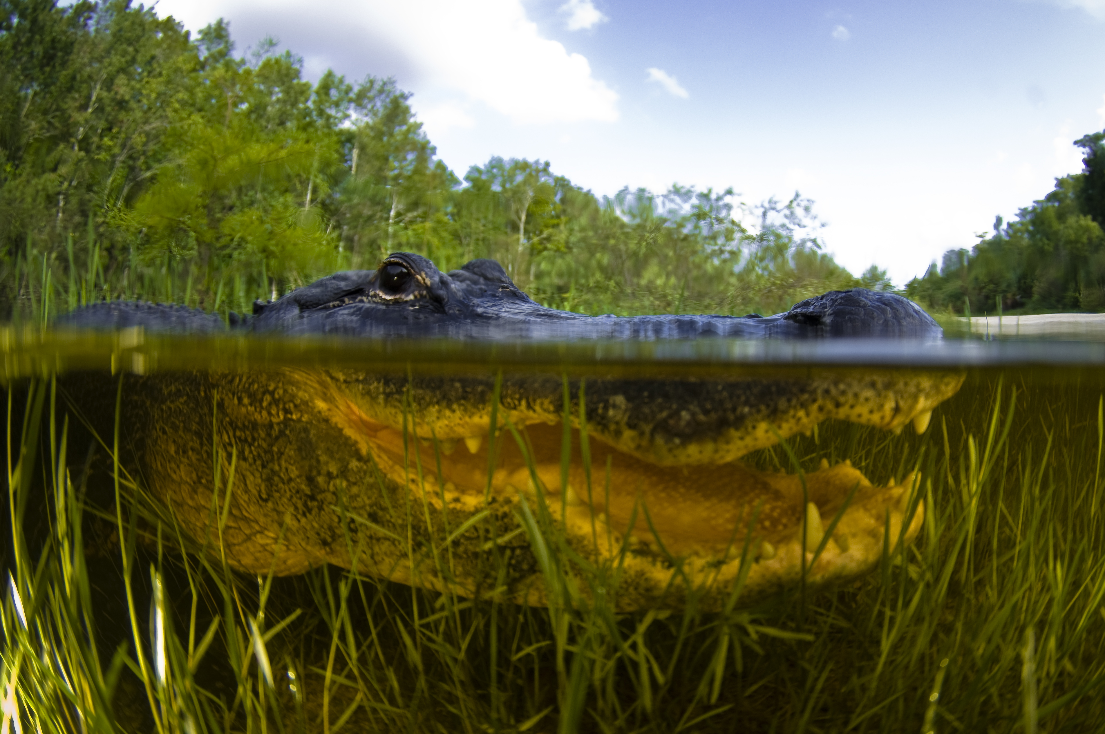 Alligators in the Florida Everglades are eating baby pythons.