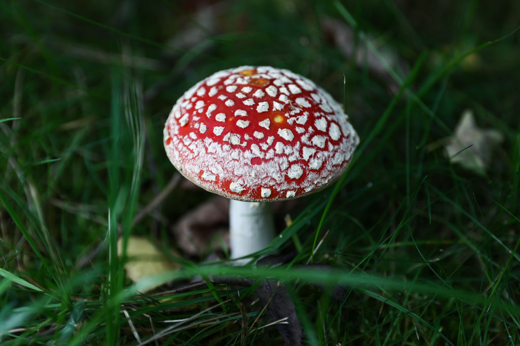 Amanita muscaria mushroom is seen at a garden in Poland on October 2, 2022.