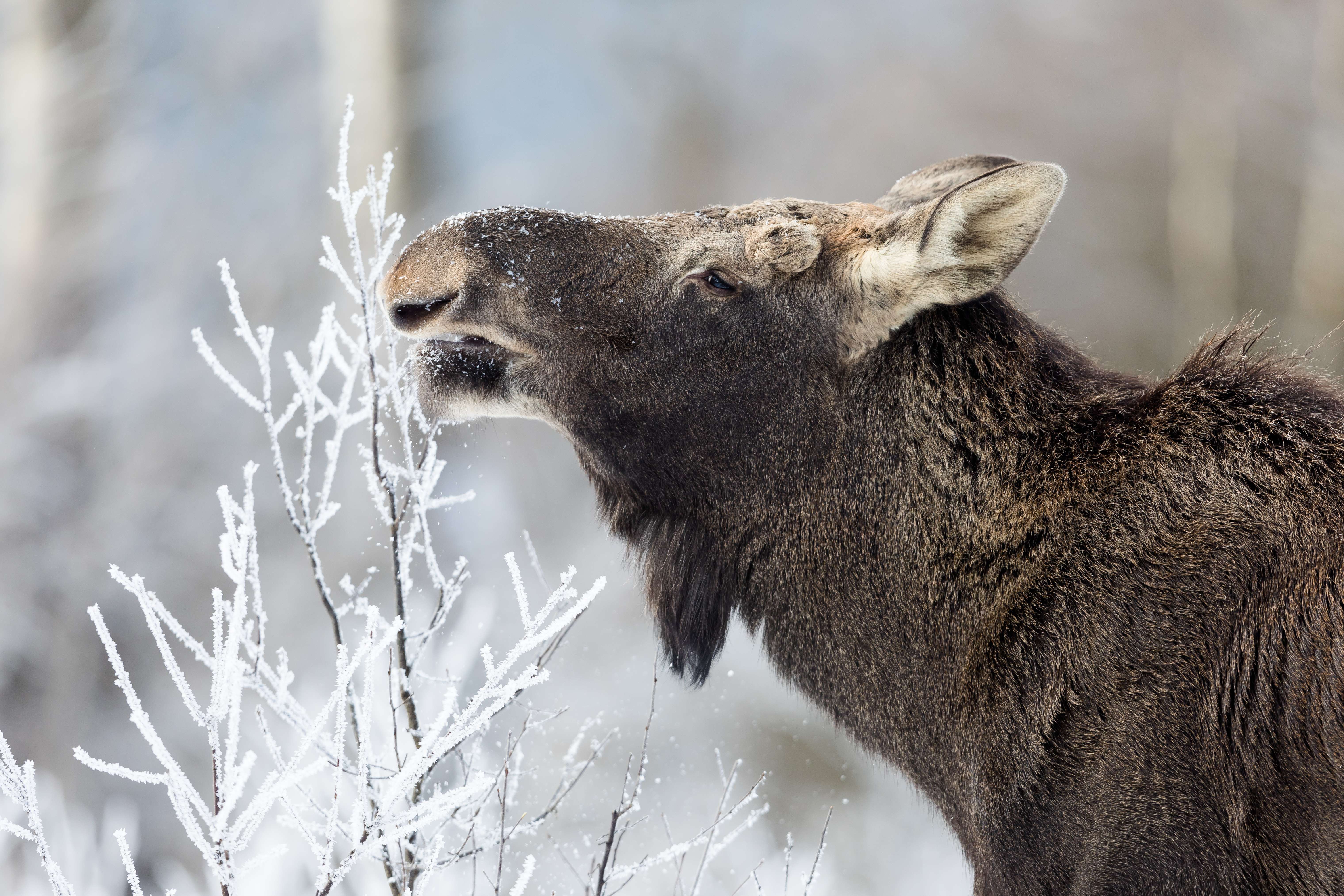 moose in winter