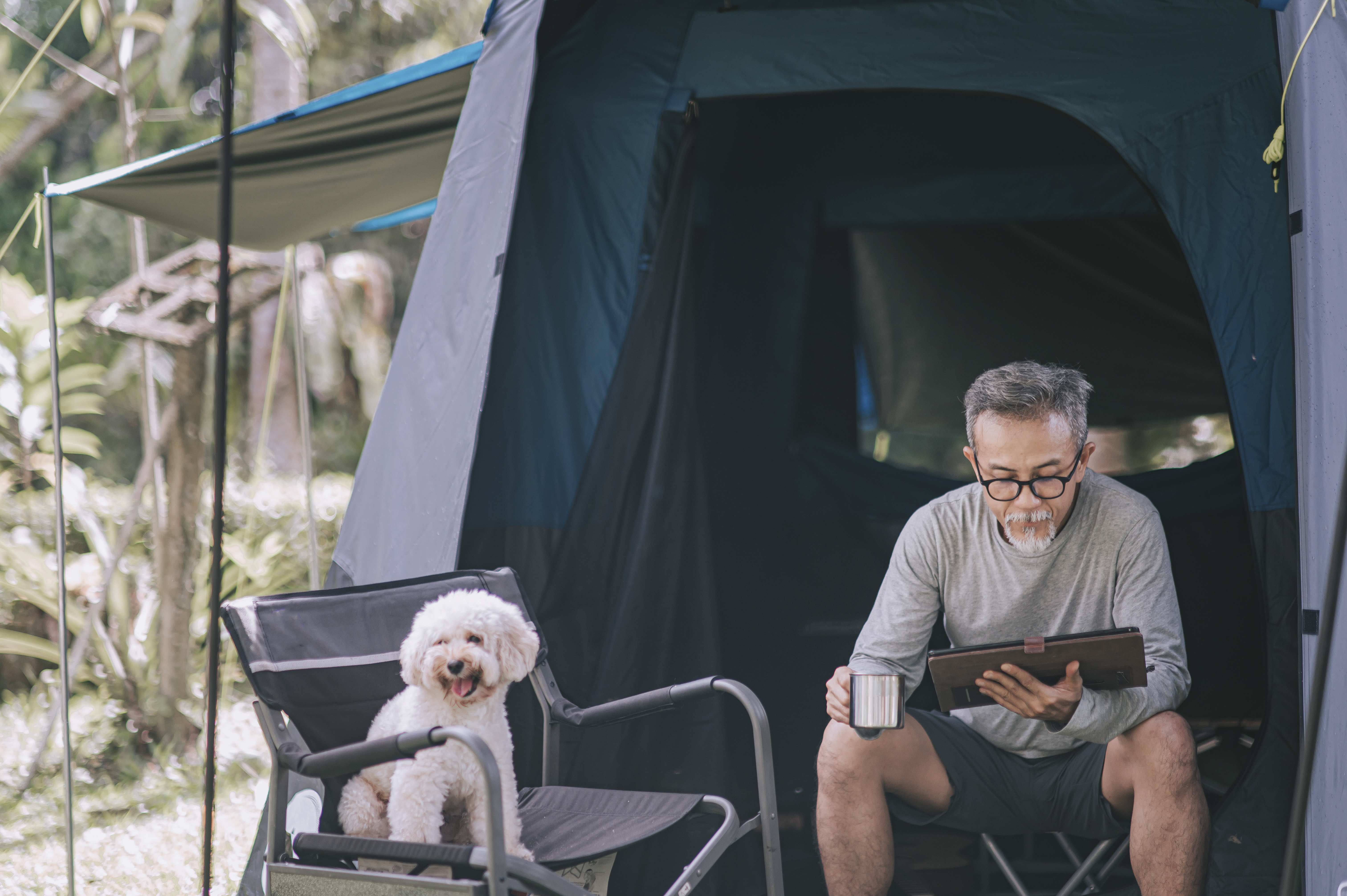 asian chinese senior man using digital tablet at camping chair in the morning with his toy poodle