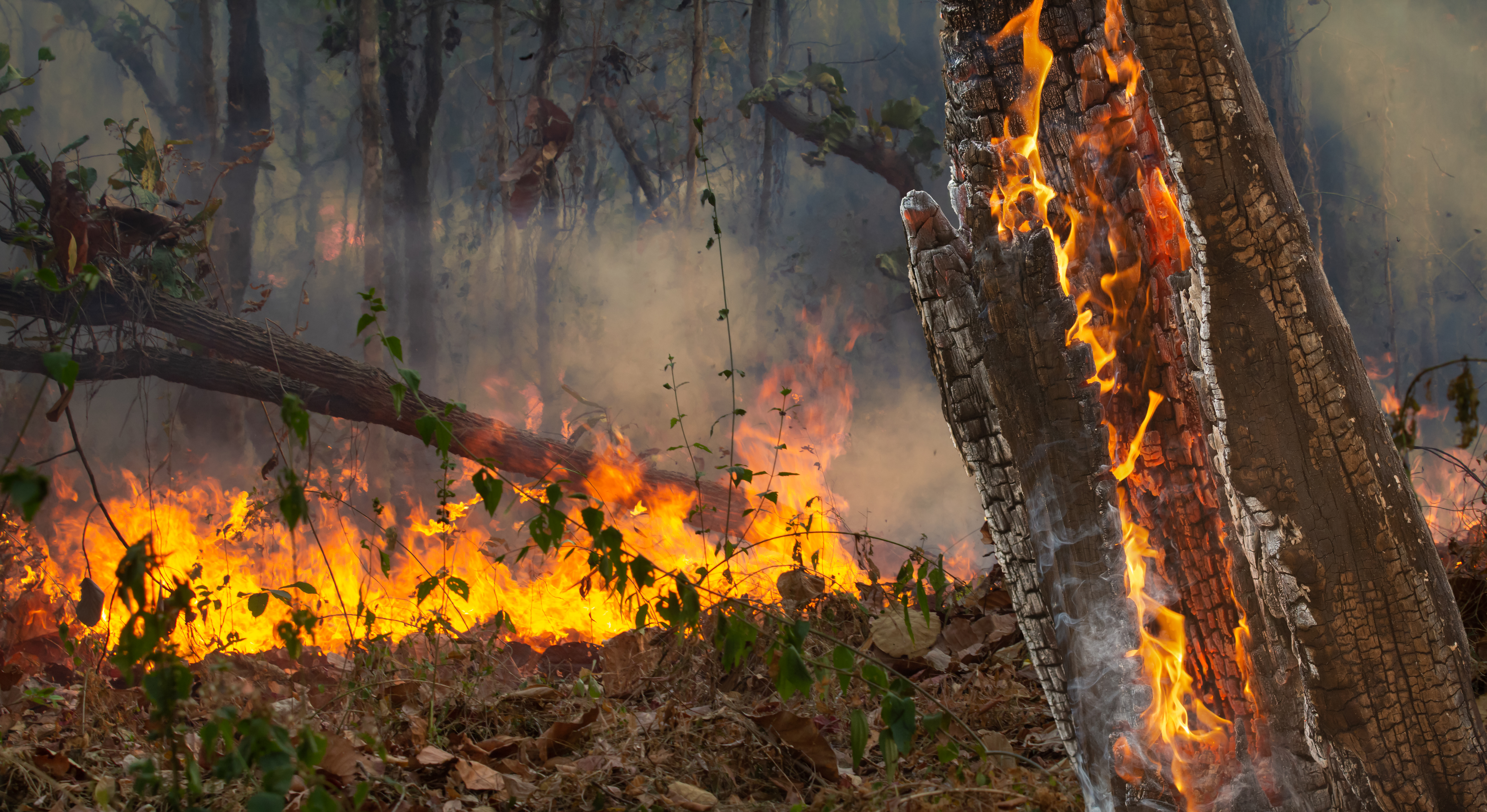 Wildfire disaster in tropical forest caused by human.