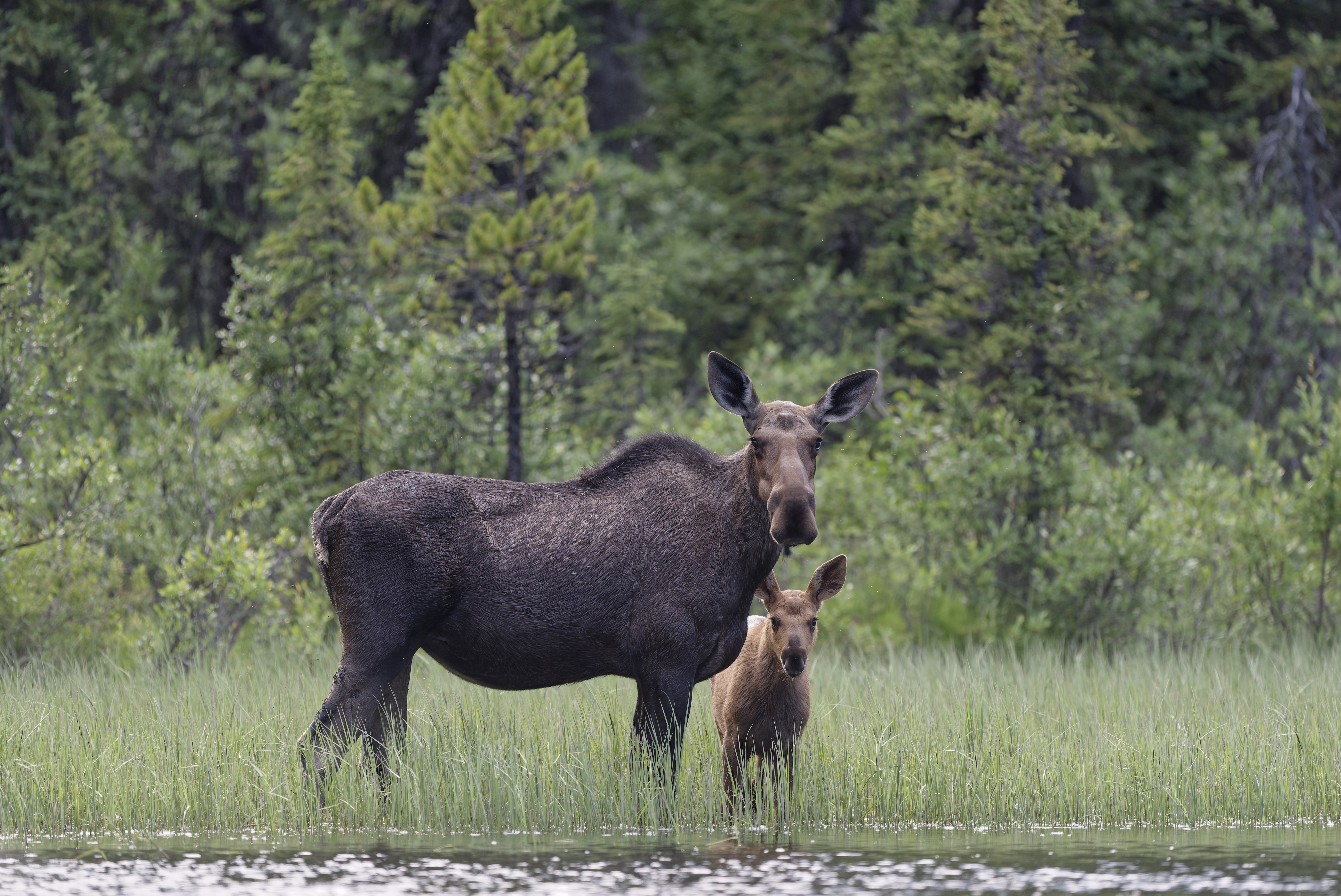moose cow and calf