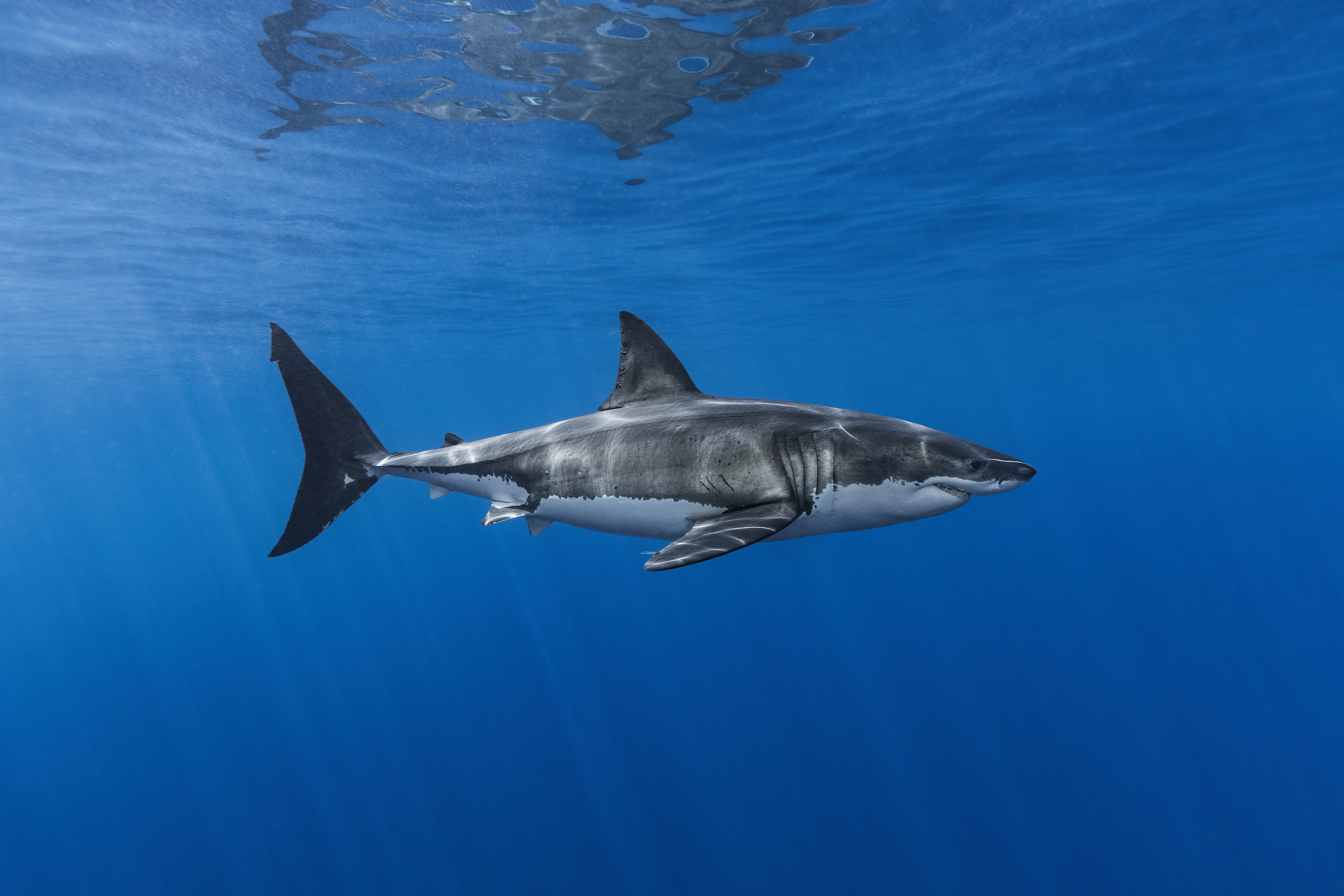 A great white shark may have attacked a duck hunting dog.