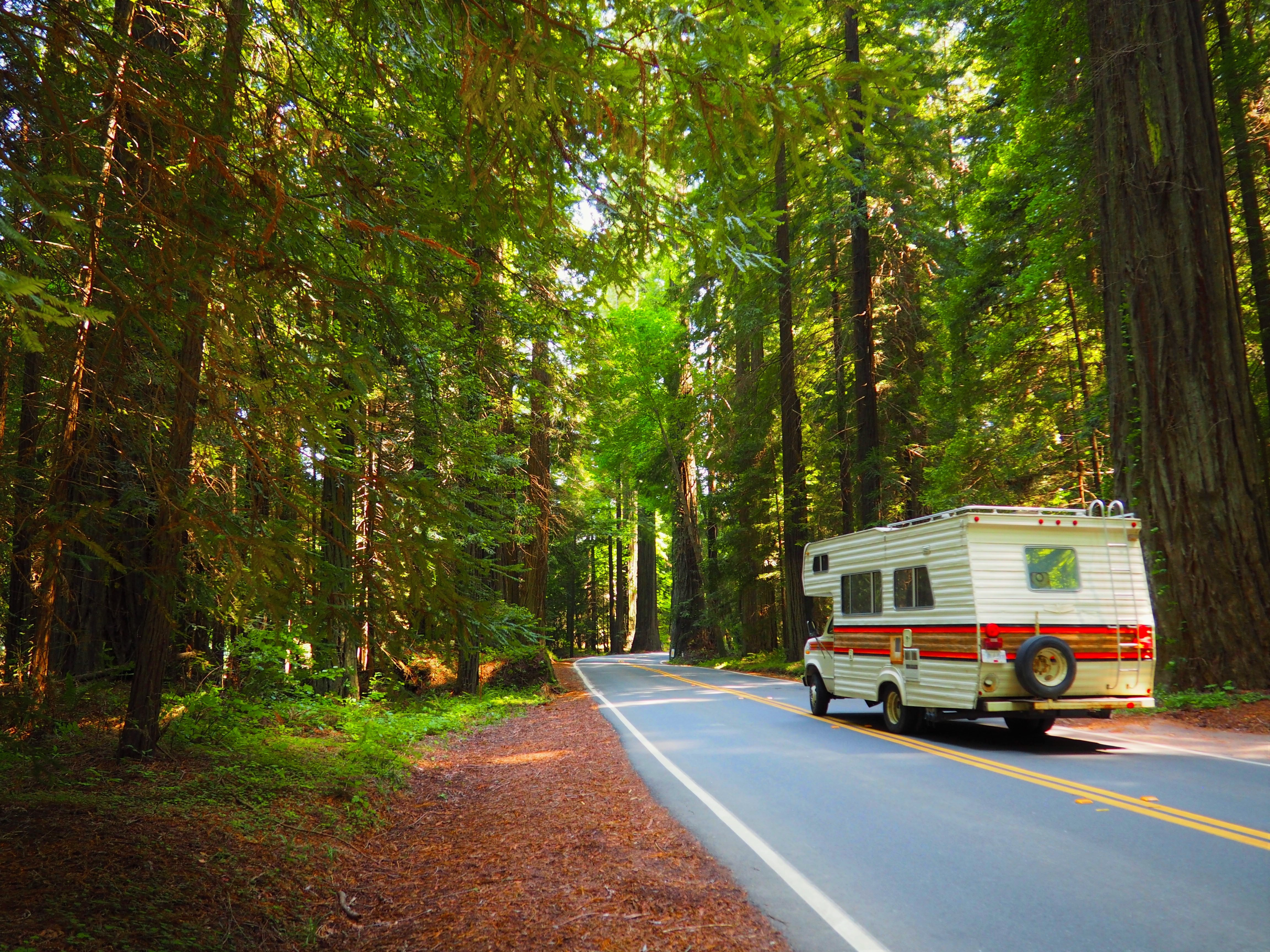 A camper drives through the California redwoods.