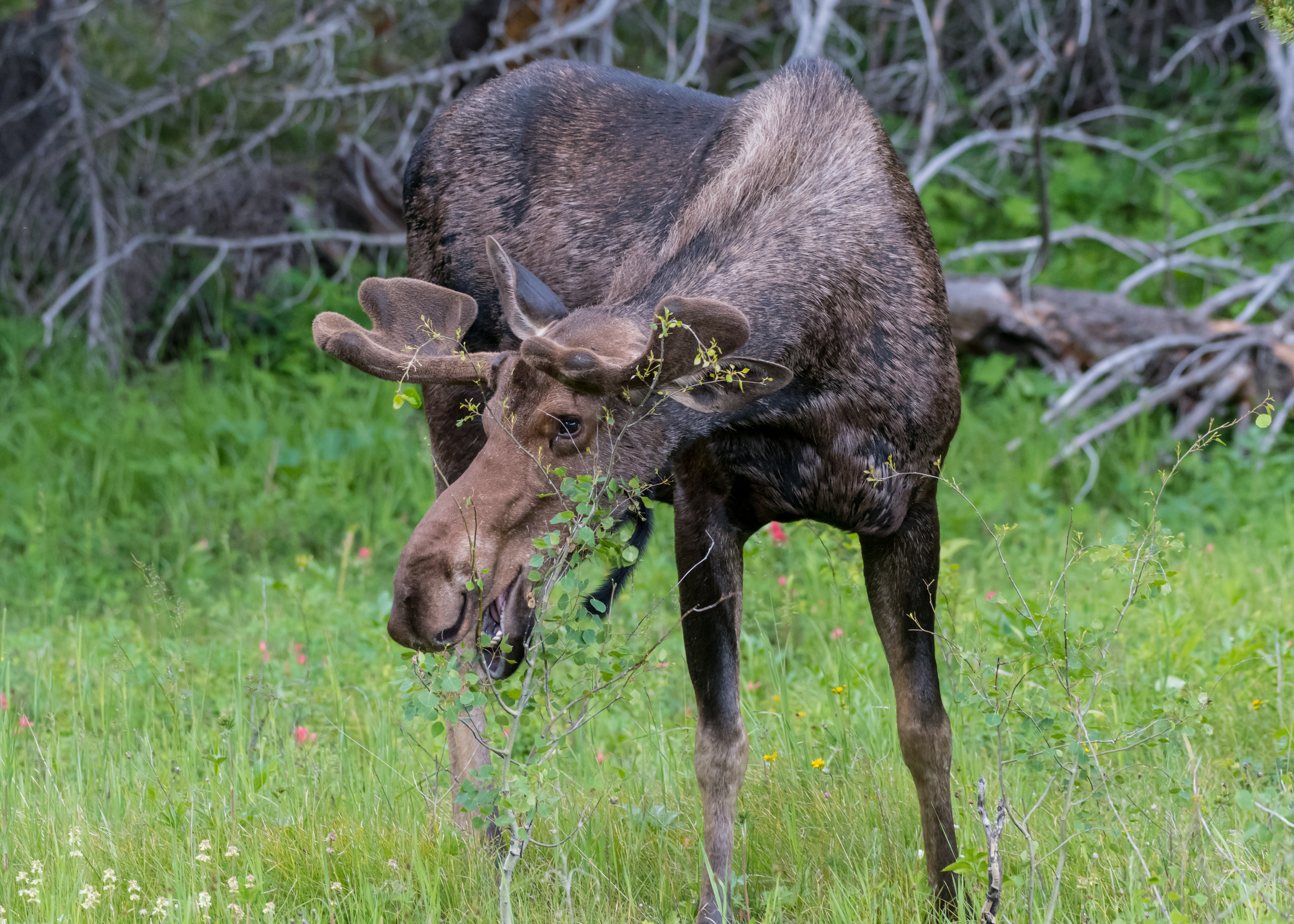 male moose eating