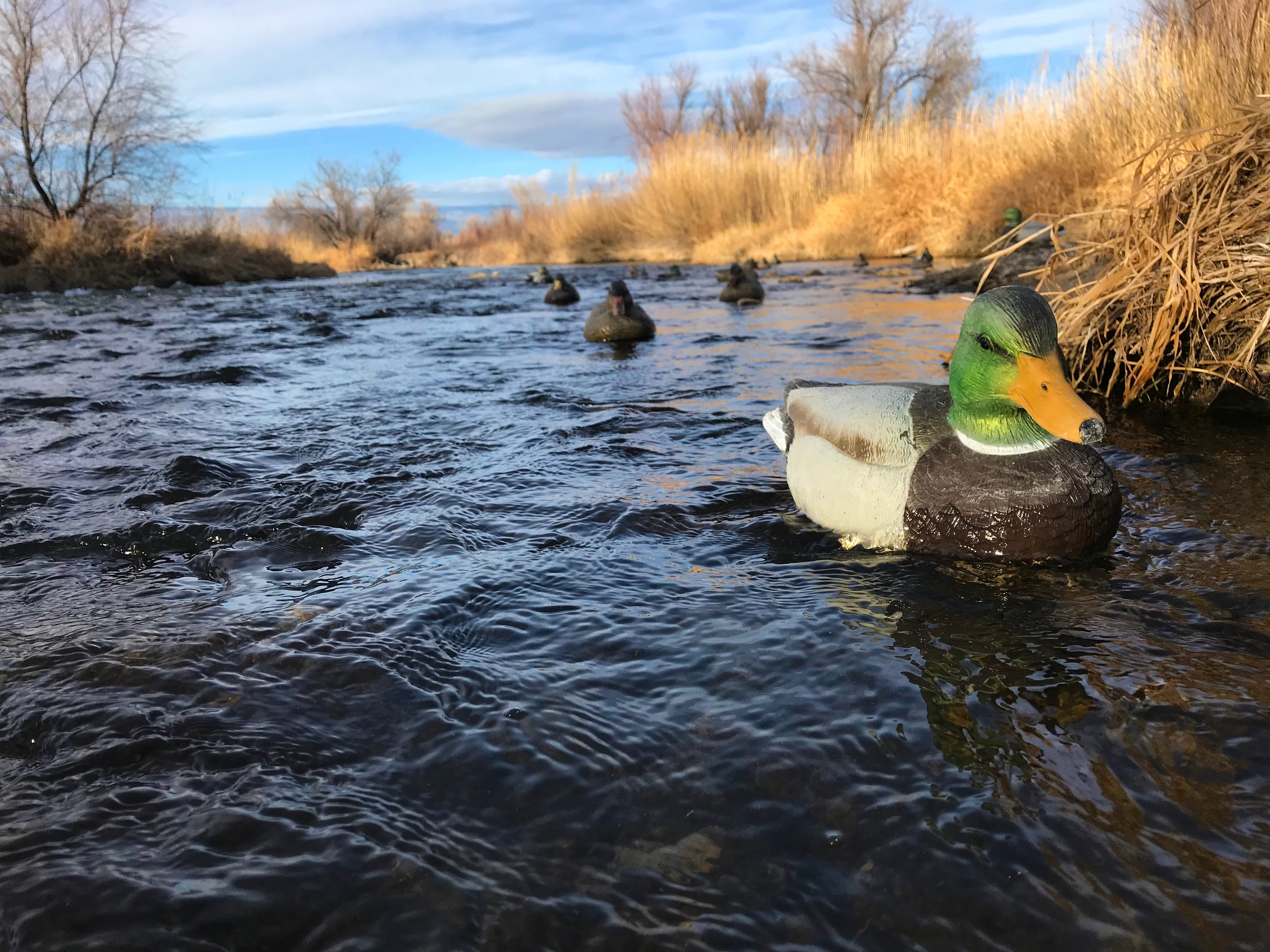 A duck decoy can be a major help during duck season.