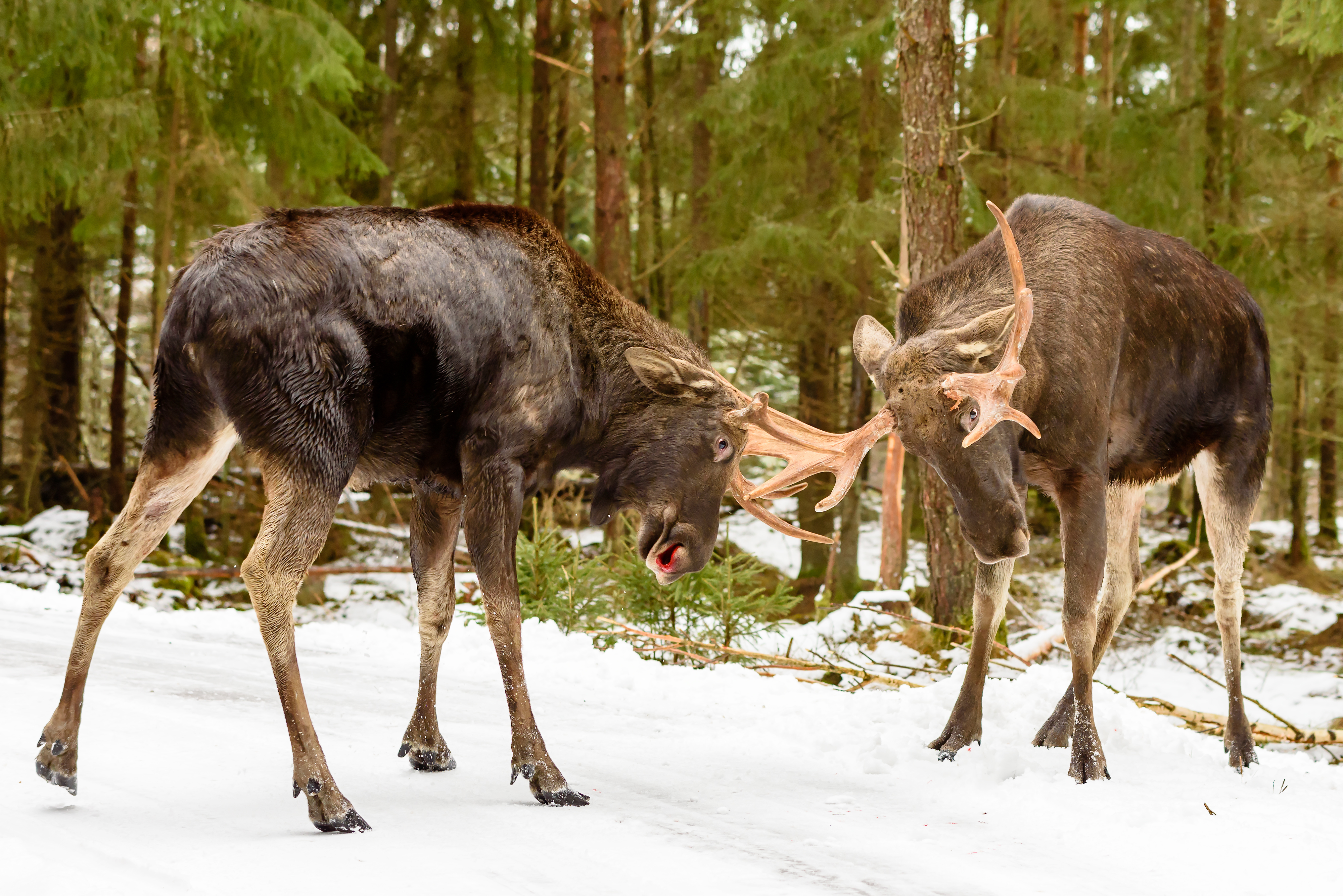 Moose bulls fighting