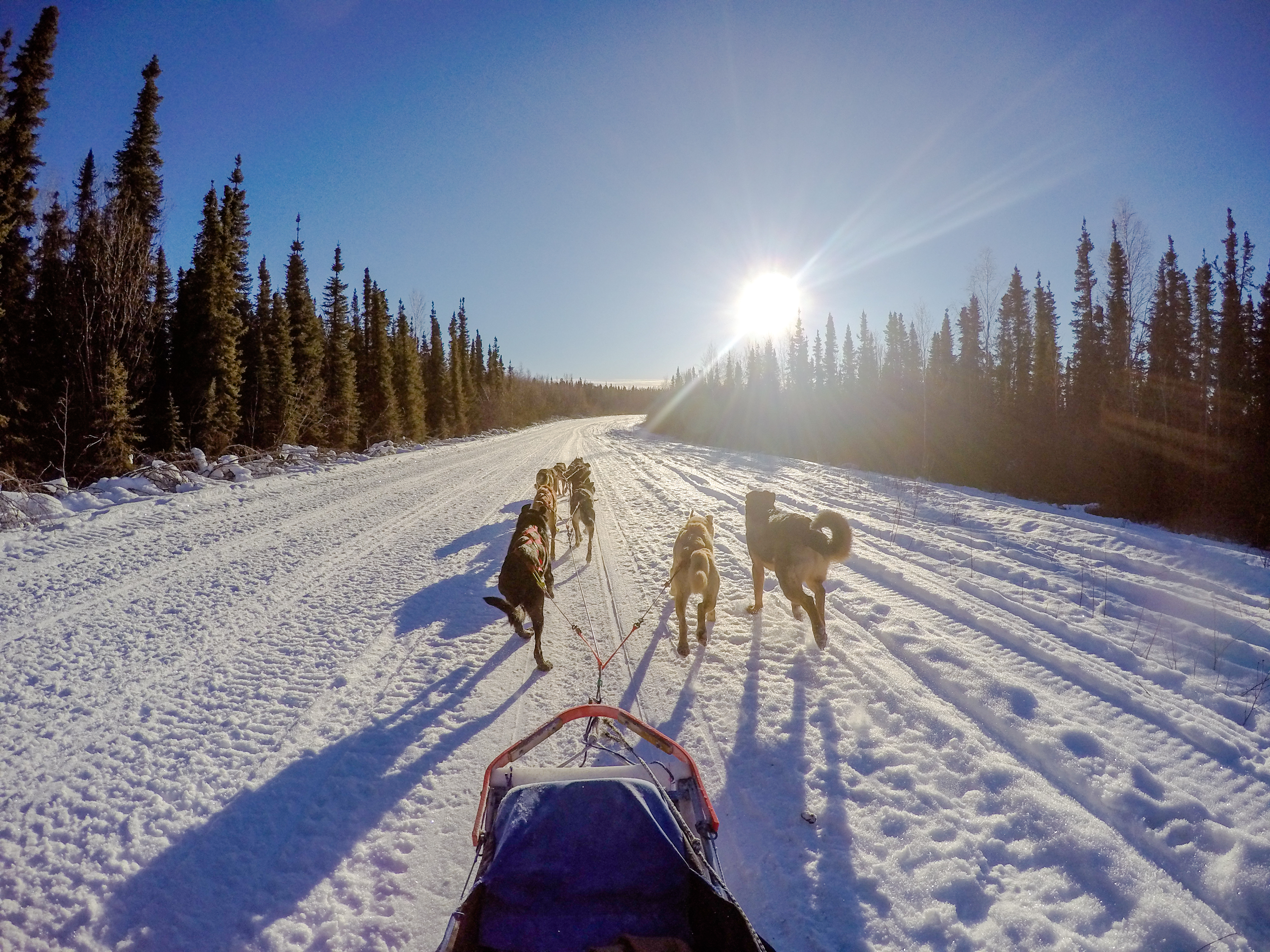 Sled dogs in Alaska