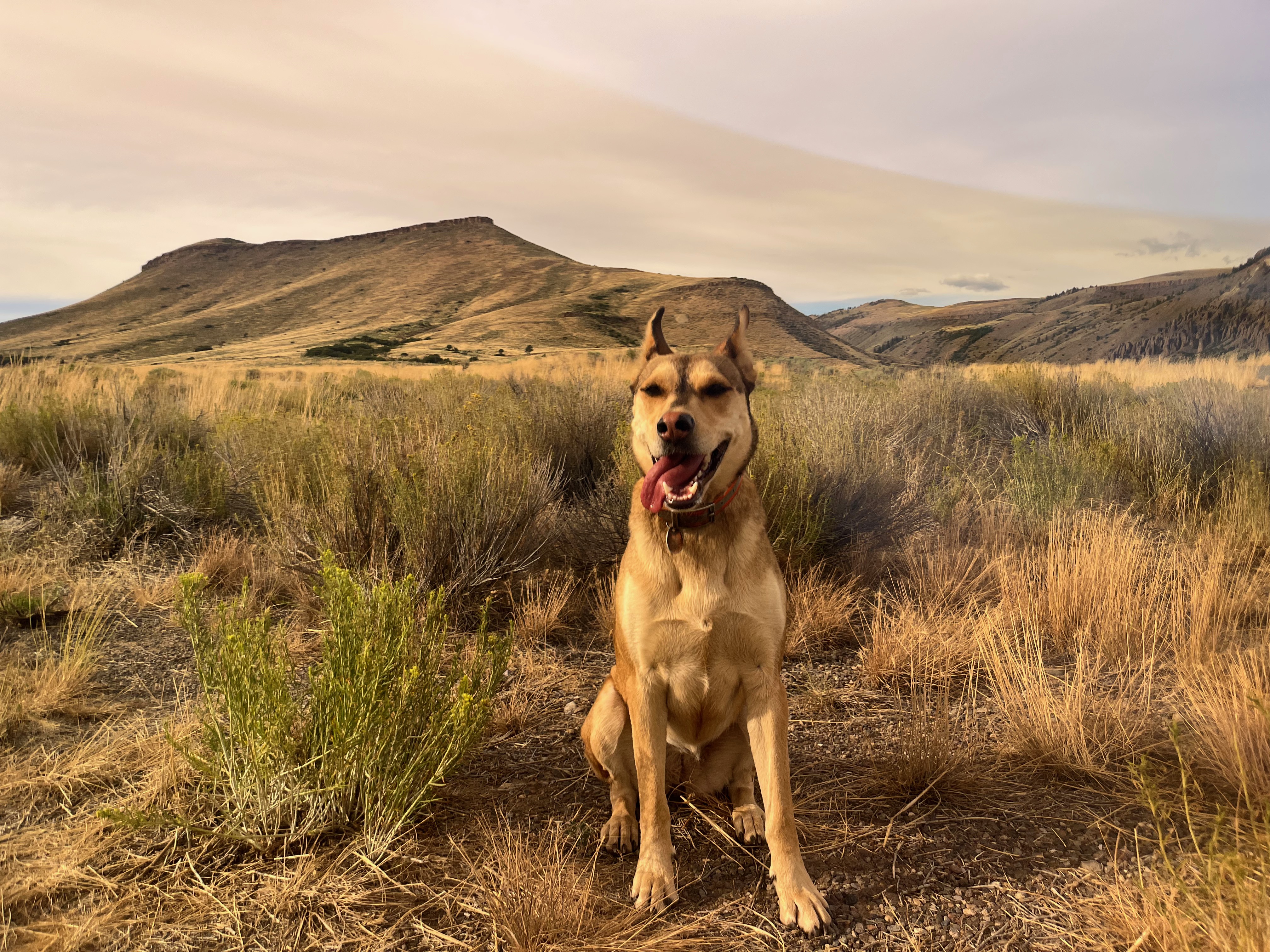 Dog-friendly Curecante Recreation Are