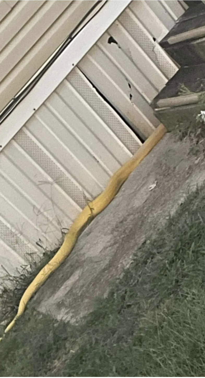 Snake near a home in Oklahoma trailer park 